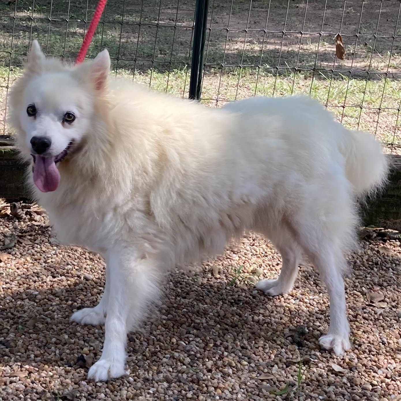 Enlarge Cyrus, a Adopted American Eskimo Dog in Houston, TX image 4/5