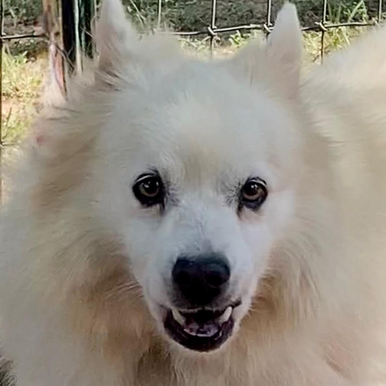 Enlarge Cyrus, a Adopted American Eskimo Dog in Houston, TX image 5/5