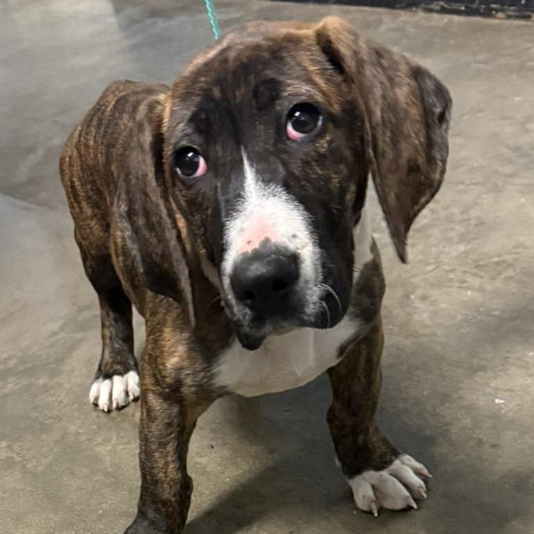 Enlarge Josie, a Adoptable mixed breed in Enterprise, AL image 1/1