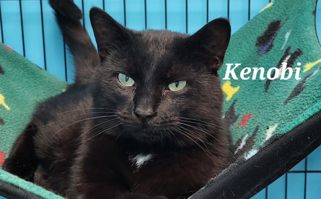 Kenobi, Adoptable, Adult Male Domestic Short Hair.