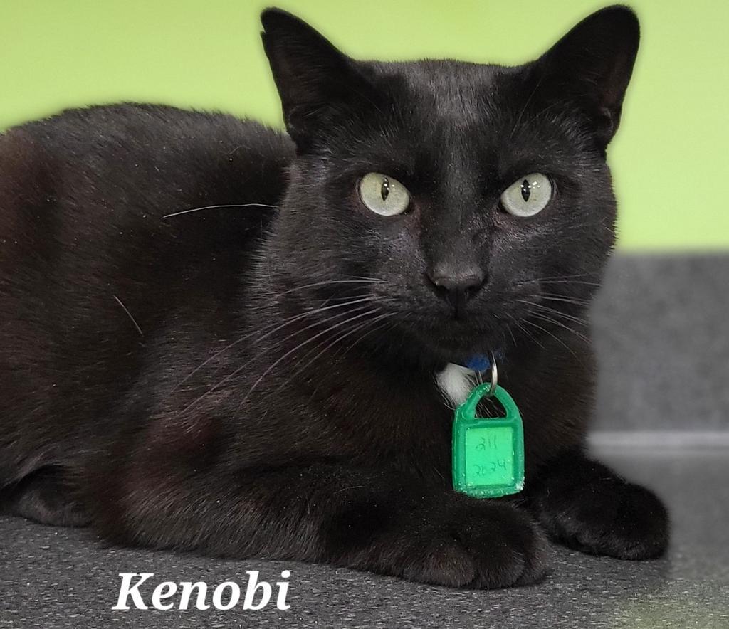 Kenobi, a Adoptable mixed breed in Kendallville, IN image 2/2
