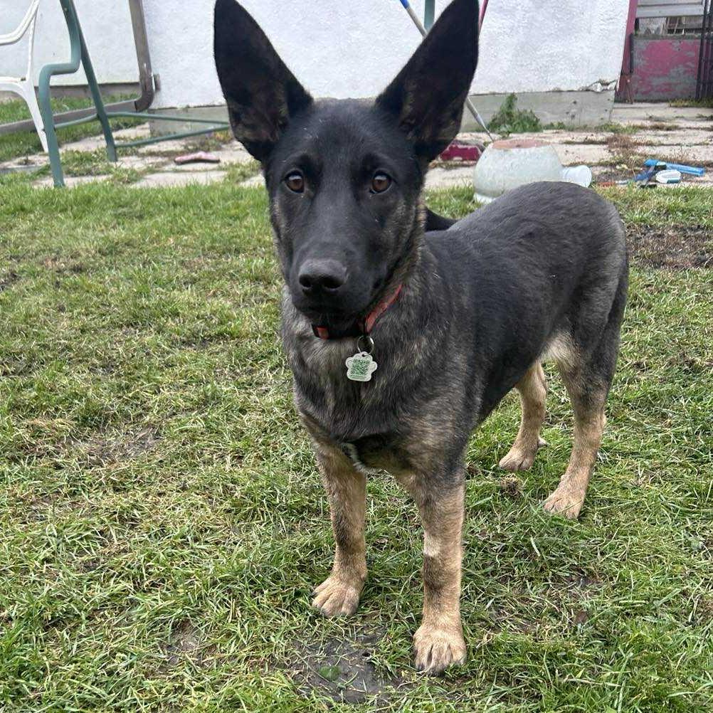 Phoebe, an adoptable German Shepherd Dog in Winnipeg, MB, R2C 1P2 | Photo Image 1