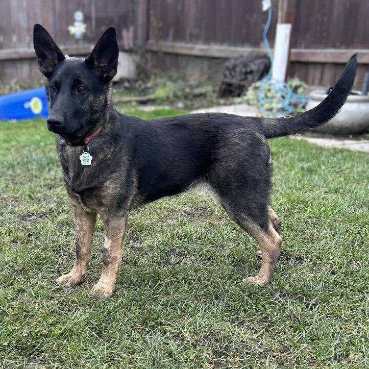 Phoebe, an adoptable mixed breed in Winnipeg, MB image 2/4