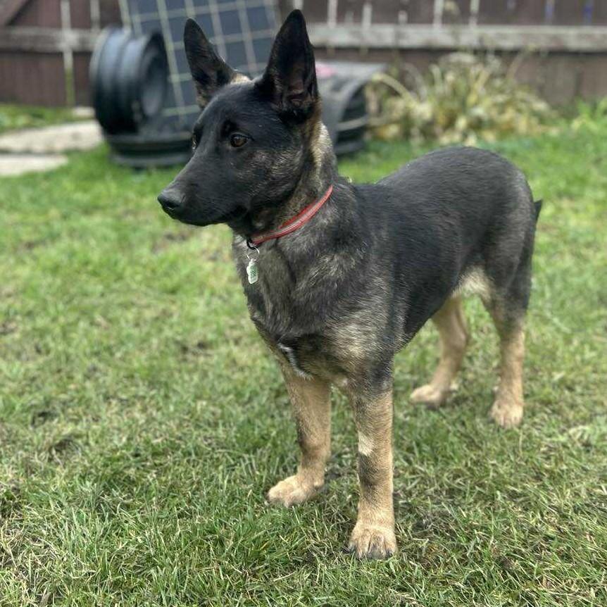 Phoebe, an adoptable German Shepherd Dog in Winnipeg, MB, R2C 1P2 | Photo Image 3