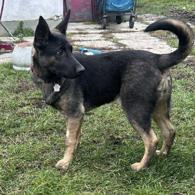 Phoebe, an adoptable German Shepherd Dog in Winnipeg, MB, R2C 1P2 | Photo Image 4