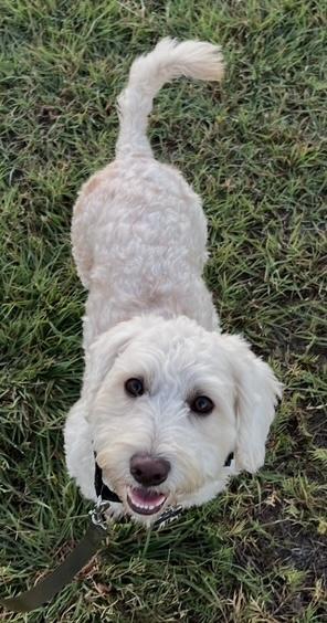 Ozzie (bonded with Theo), Adoptable, Young Male Maltese & Poodle.