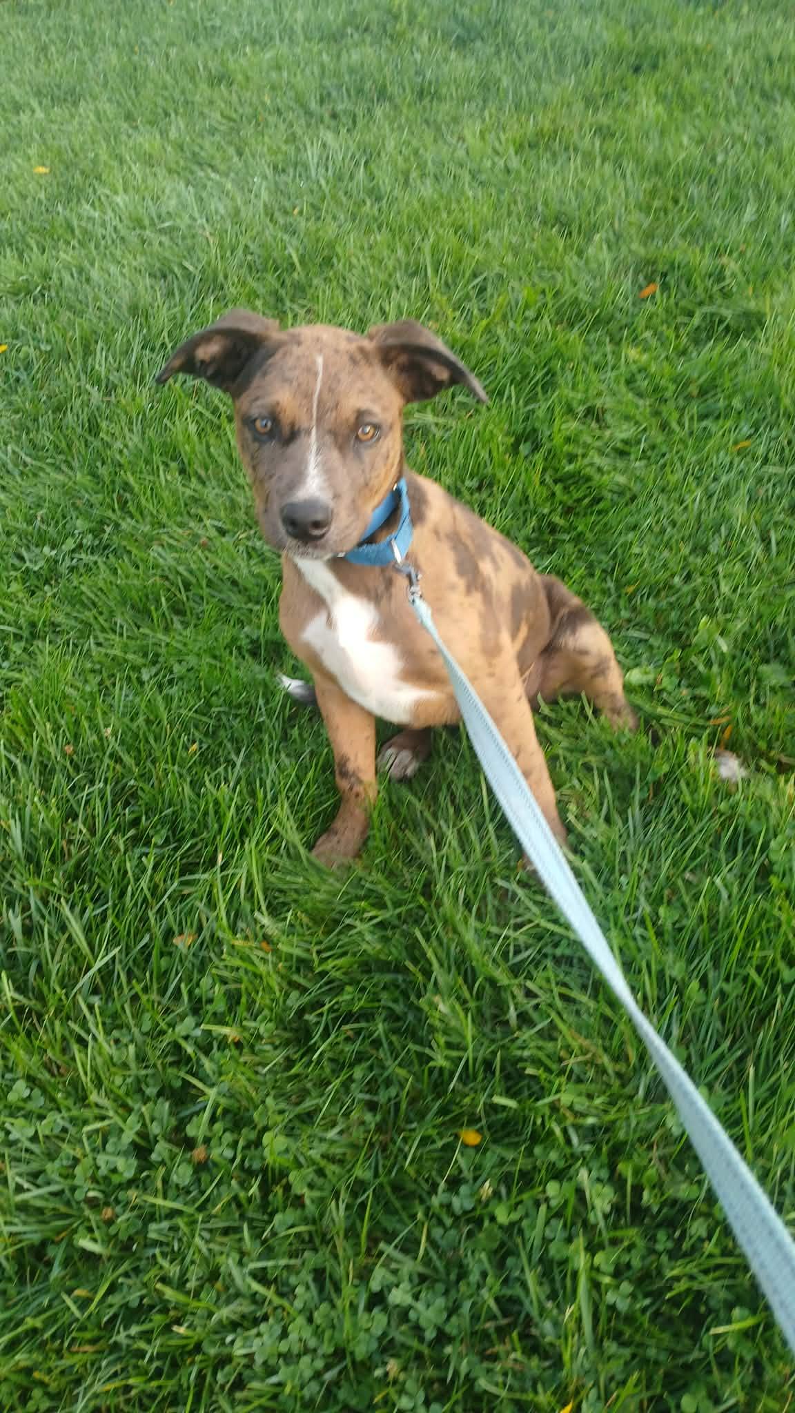 Squid - BO, Adoptable, Young Male Mixed Breed.