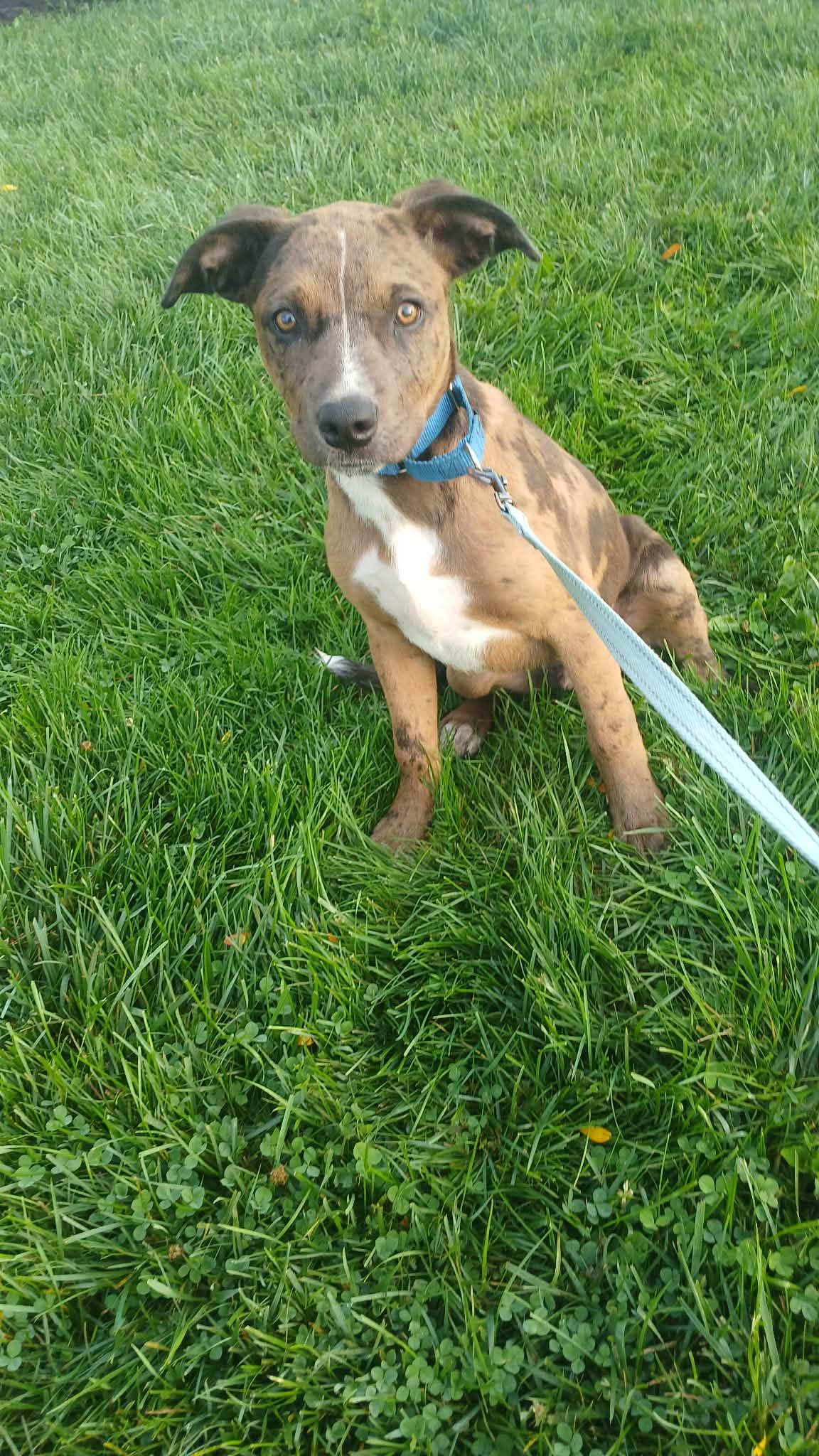 Enlarge Squid - BO, a Adoptable Mixed Breed in Clinton, MI image 2/3