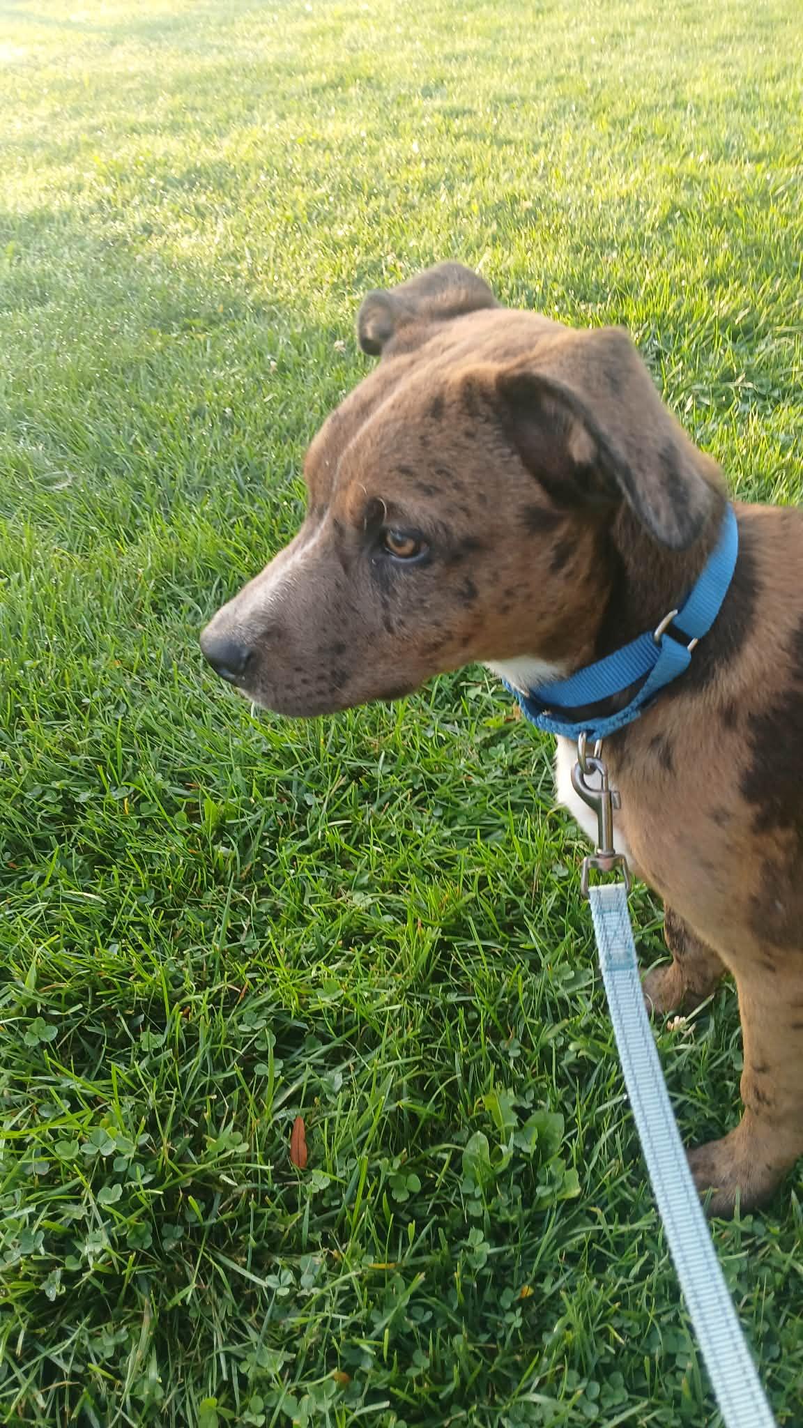 Enlarge Squid - BO, a Adoptable Mixed Breed in Clinton, MI image 3/3