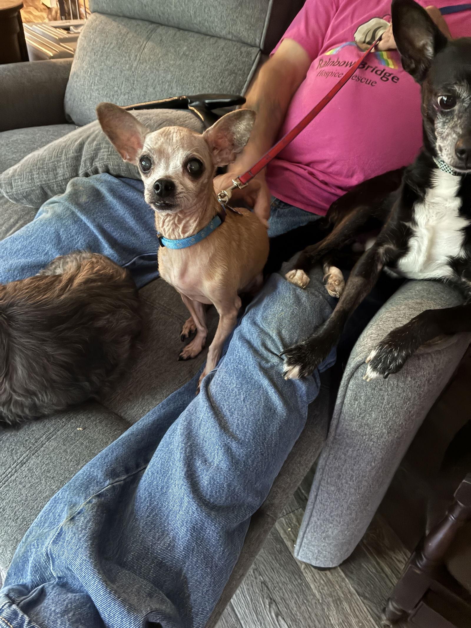 Phil, Adoptable, Adult Male Chihuahua.