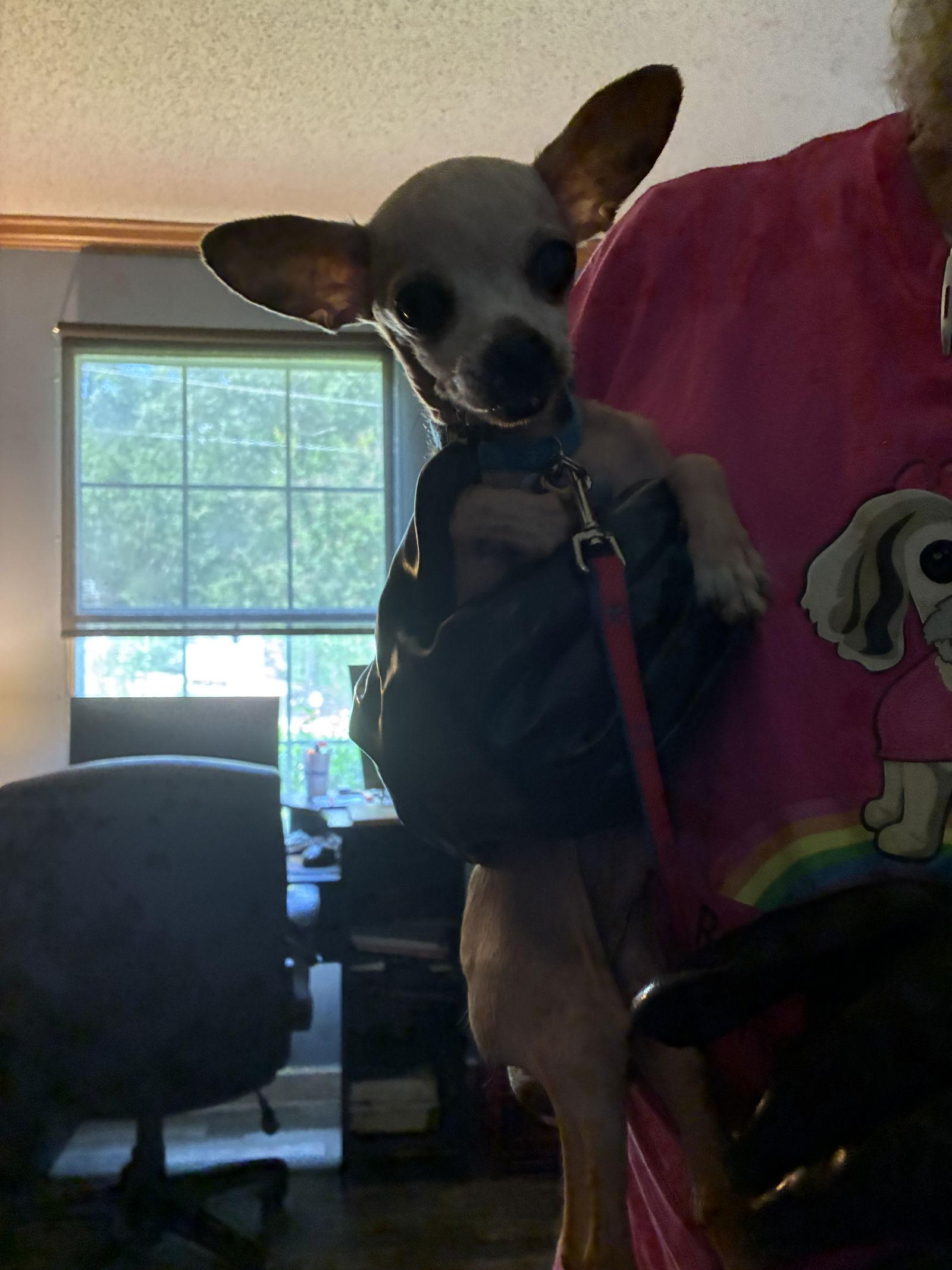 Phil, a Adoptable Chihuahua in Middlesex, NC image 2/2