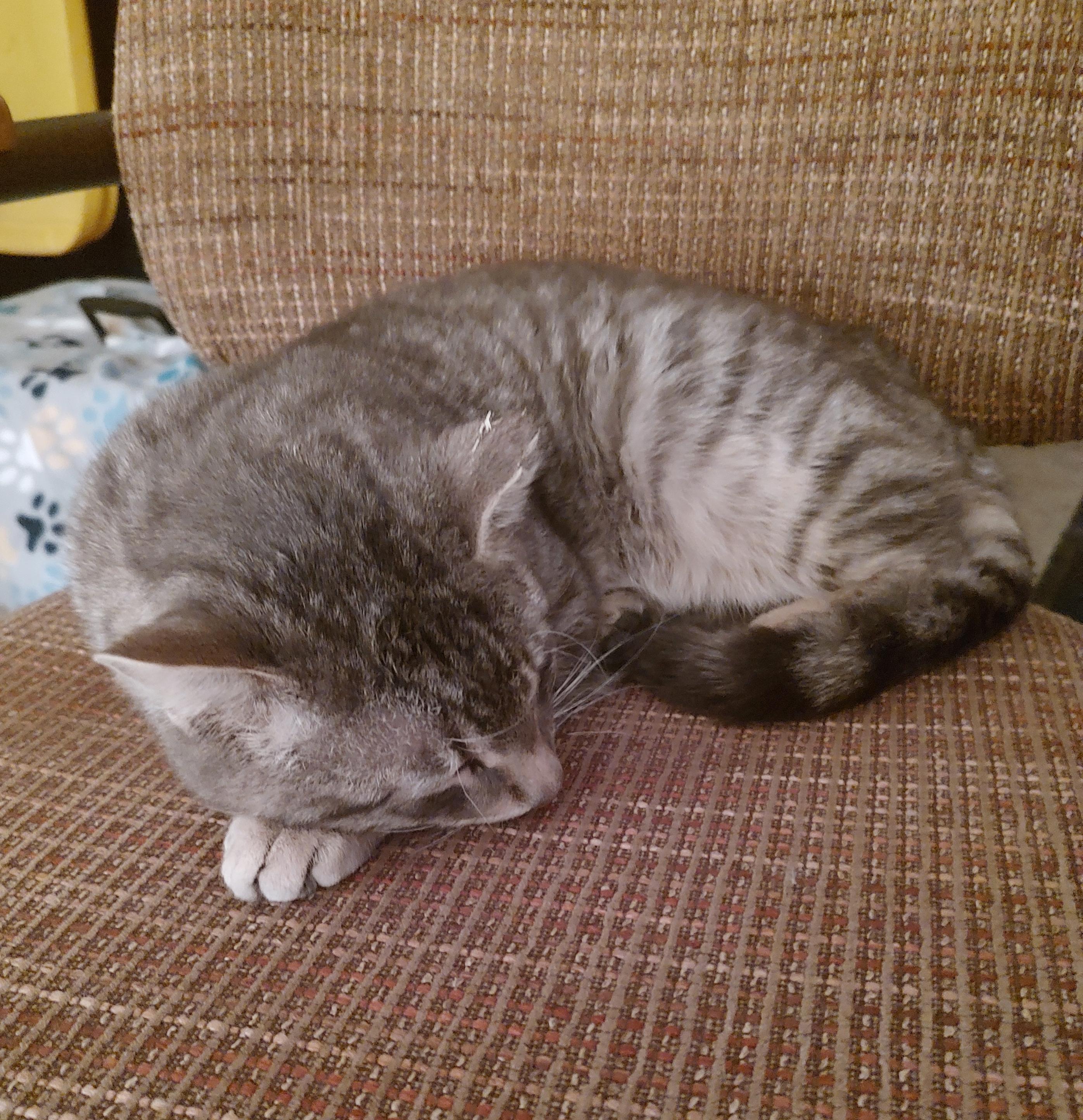 Rudy (Courtesy Posting)