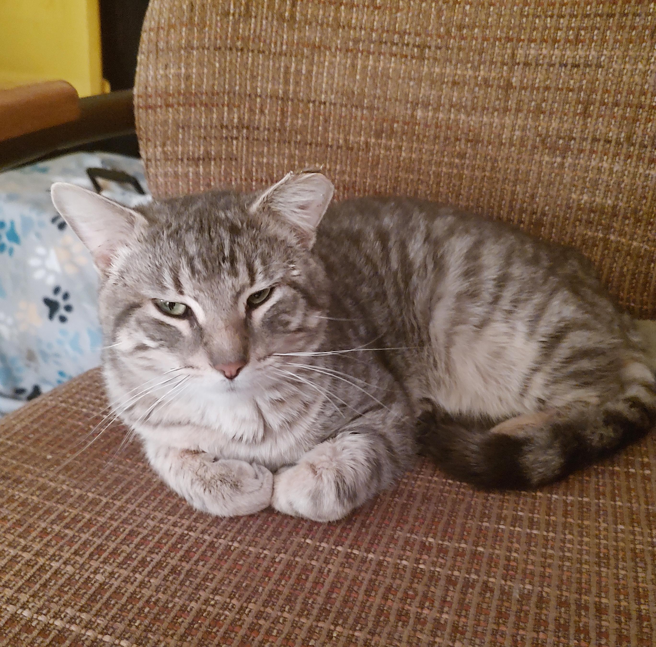 Rudy (Courtesy Posting), Adoptable, Adult Male Tabby.