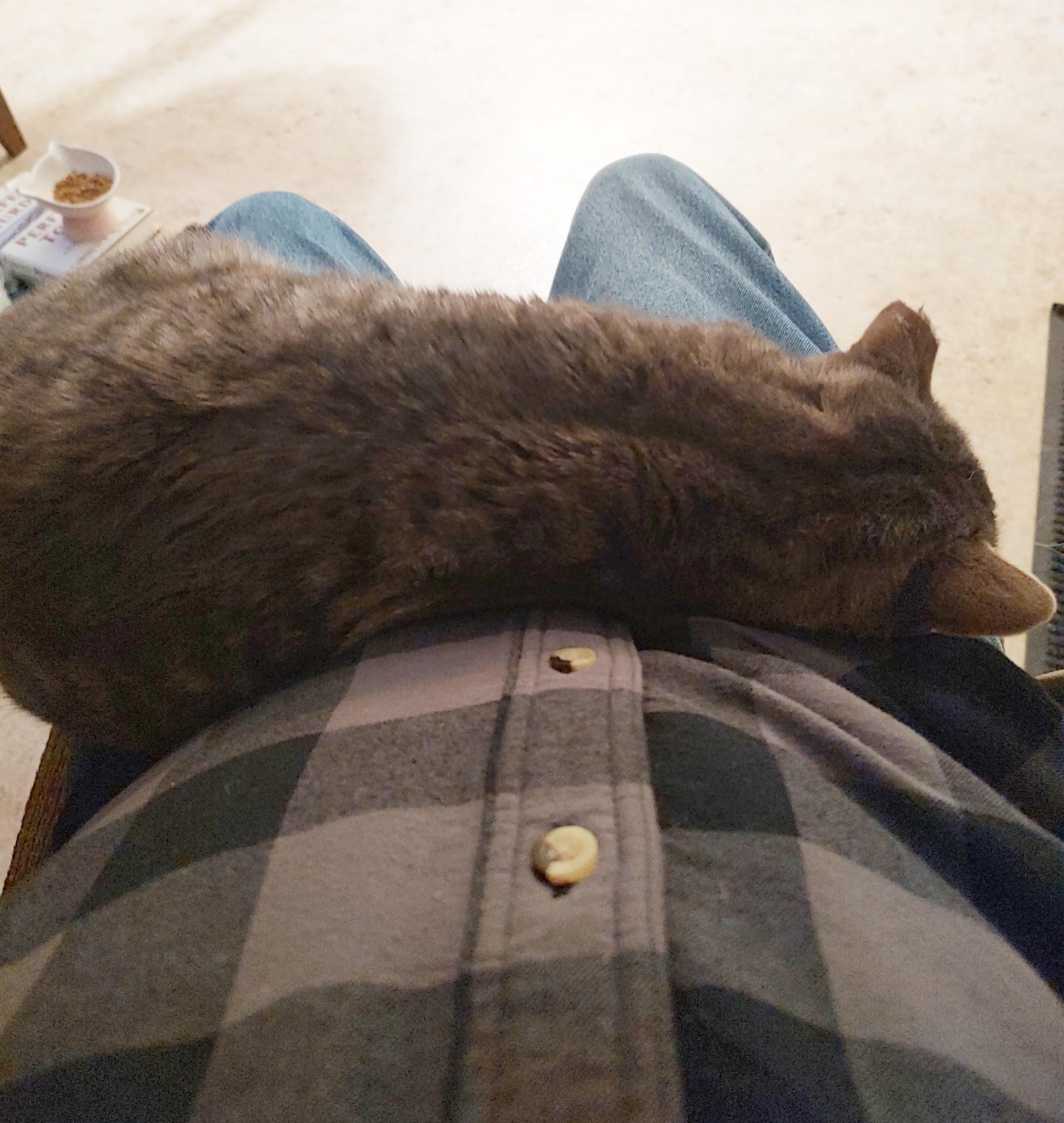 Rudy (Courtesy Posting), a Adoptable Tabby in Parkville, MO image 4/4