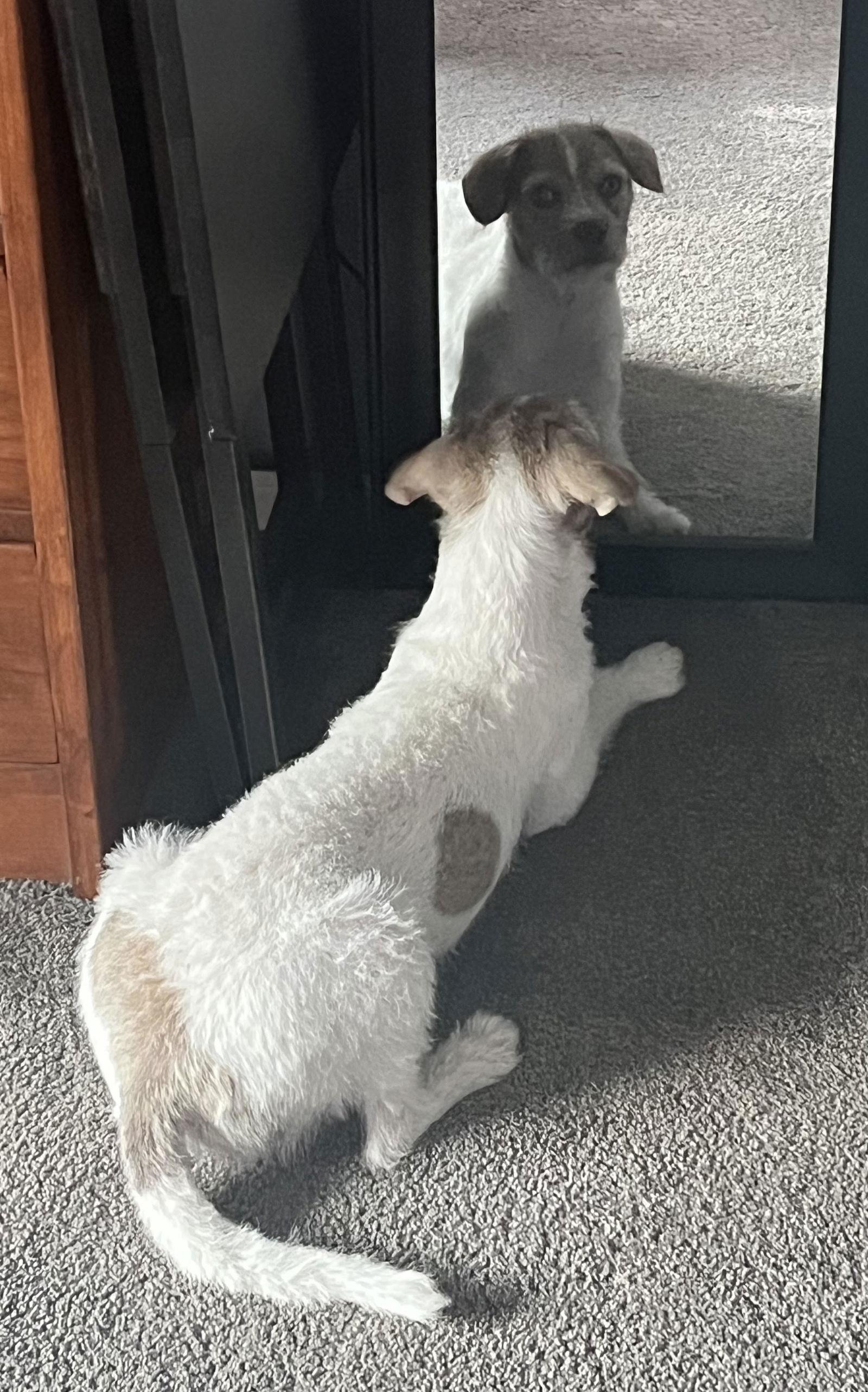 Enlarge Talia, a Adopted Terrier in San Diego, CA image 1/3