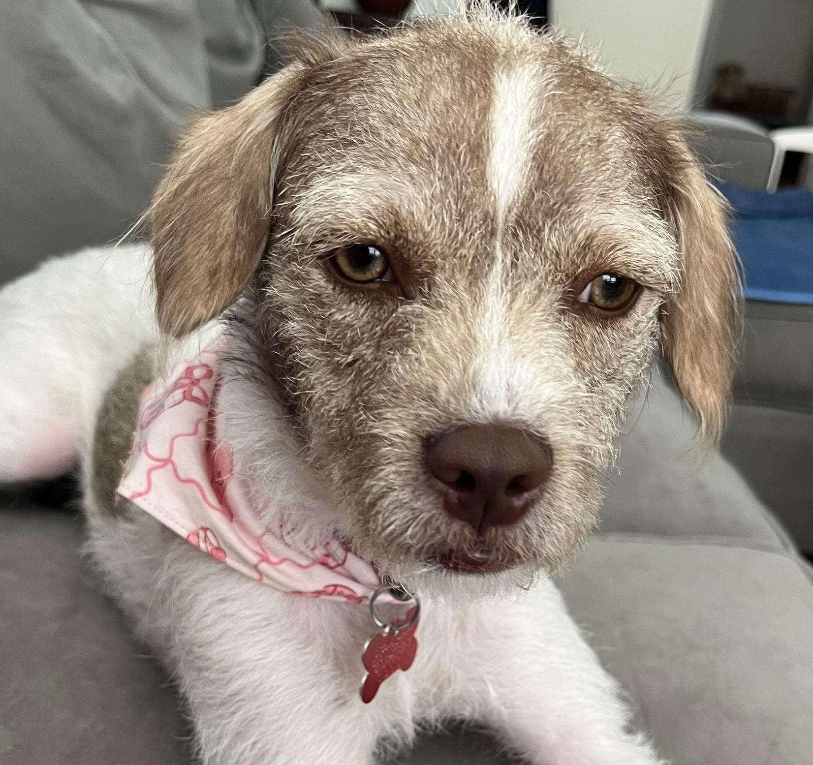 Enlarge Talia, a Adopted Terrier in San Diego, CA image 2/3