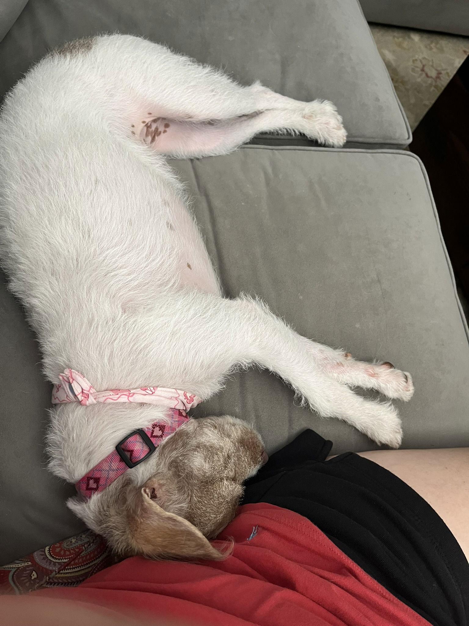 Enlarge Talia, a Adopted Terrier in San Diego, CA image 3/3