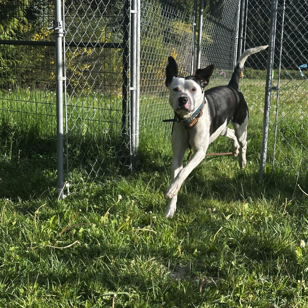 Daisy, Adoptable, Adult Female Pit Bull Terrier.