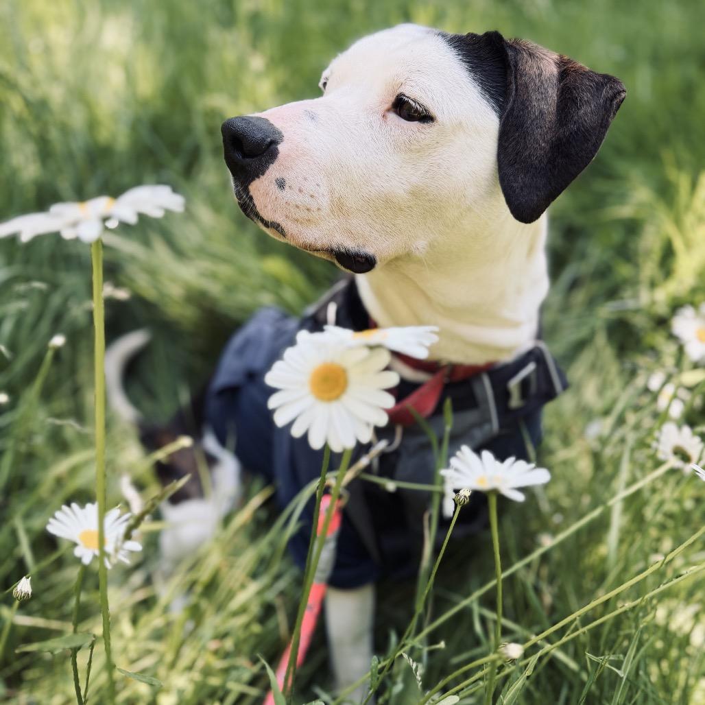 Daisy, a Adoptable Pit Bull Terrier in Port Angeles, WA image 2/6