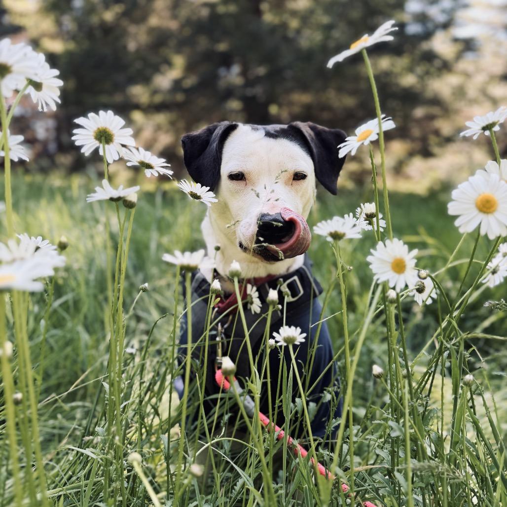 Daisy, a Adoptable Pit Bull Terrier in Port Angeles, WA image 5/6