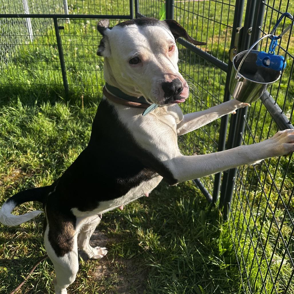 Enlarge Daisy, a Adoptable Pit Bull Terrier in Port Angeles, WA image 4/5