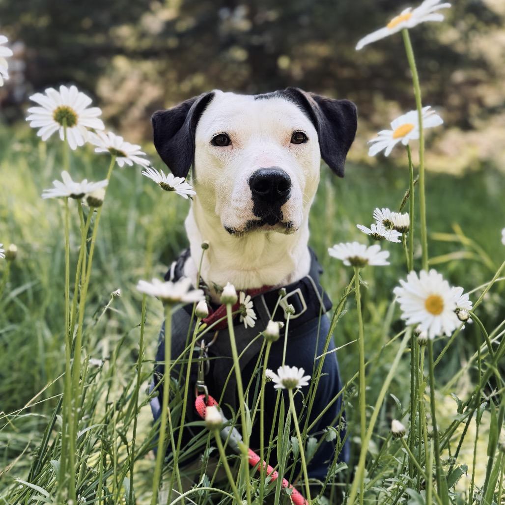 Daisy, a Adoptable Pit Bull Terrier in Port Angeles, WA image 6/6