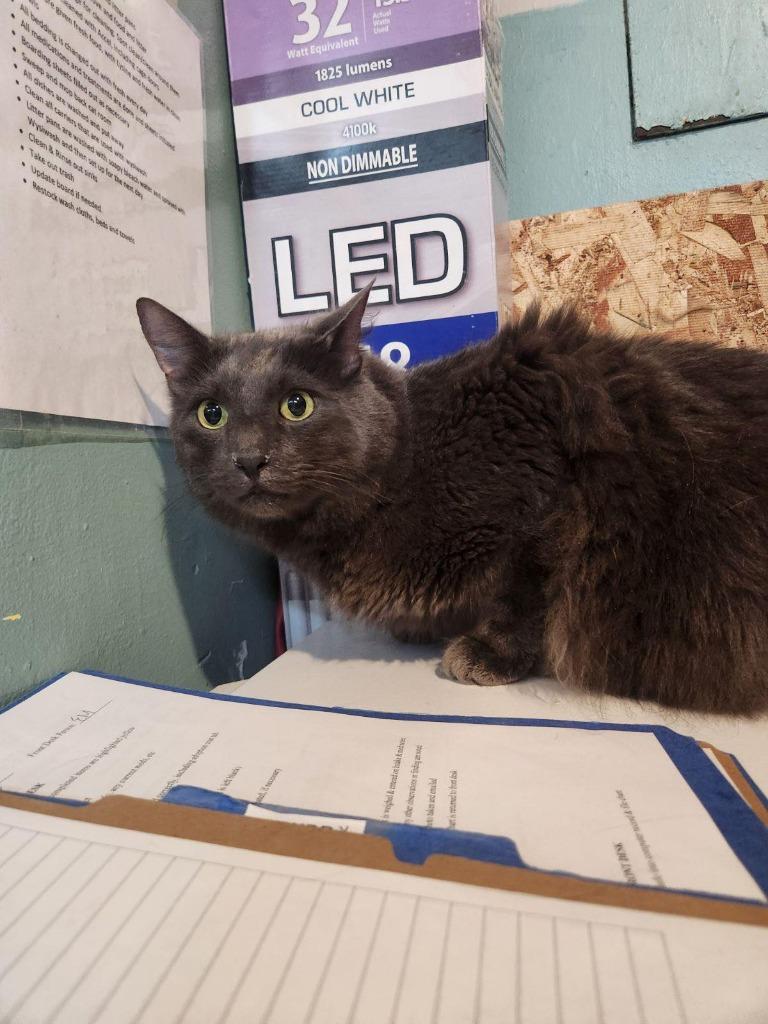 Buddy, Adoptable, Senior Male Domestic Medium Hair.