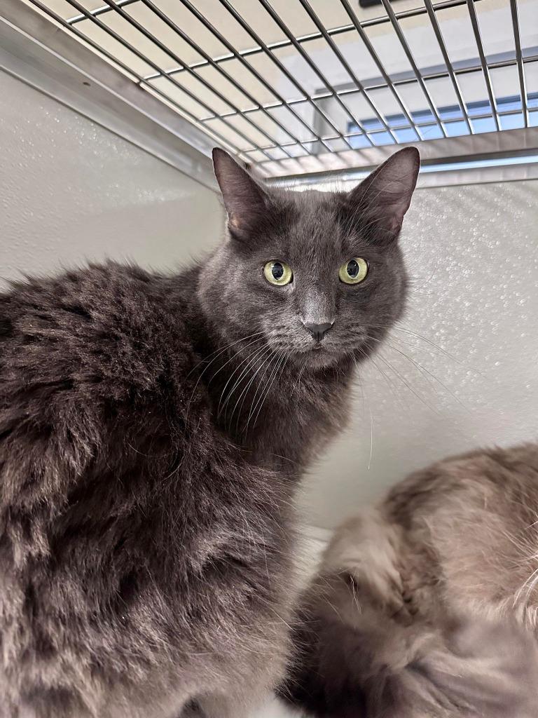 Enlarge Buddy, a Adoptable mixed breed in Kodiak, AK image 3/5