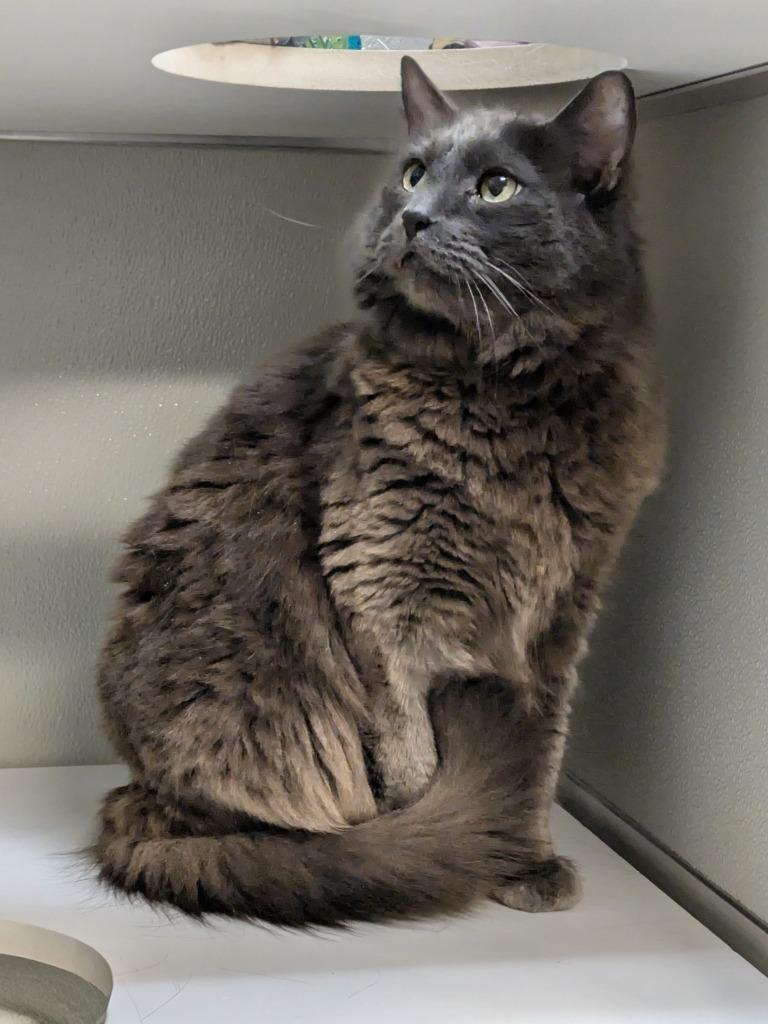 Enlarge Buddy, a Adoptable mixed breed in Kodiak, AK image 5/5
