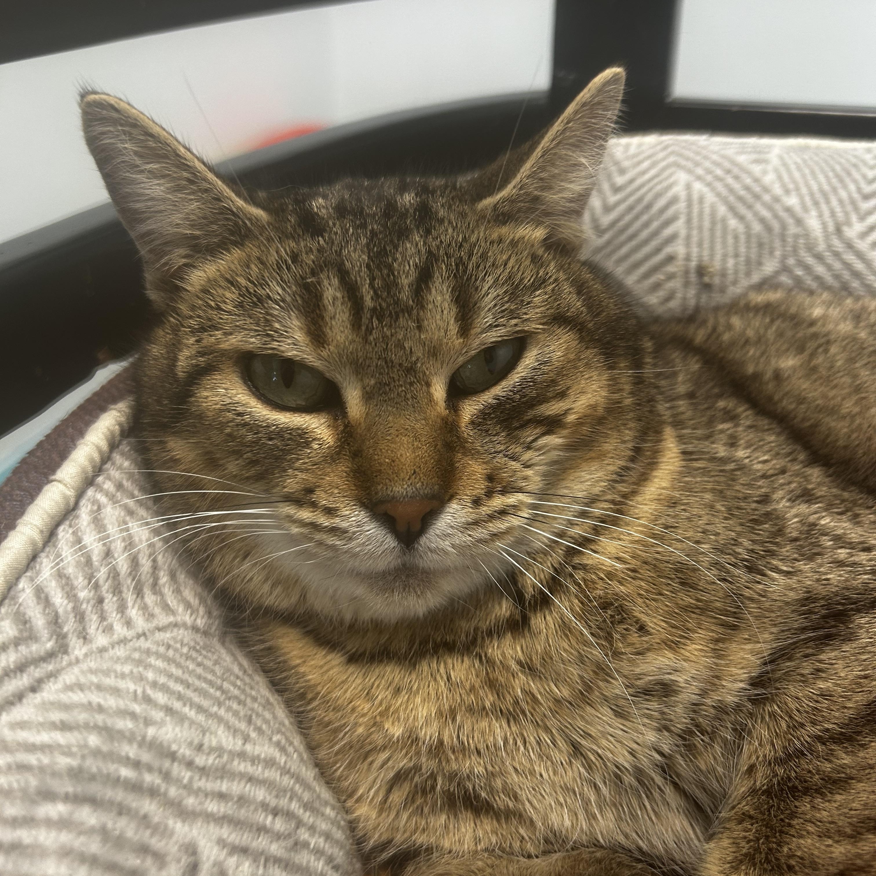 Enlarge Romano, a Adoptable Tabby in Grand Rapids, MI image 5/6