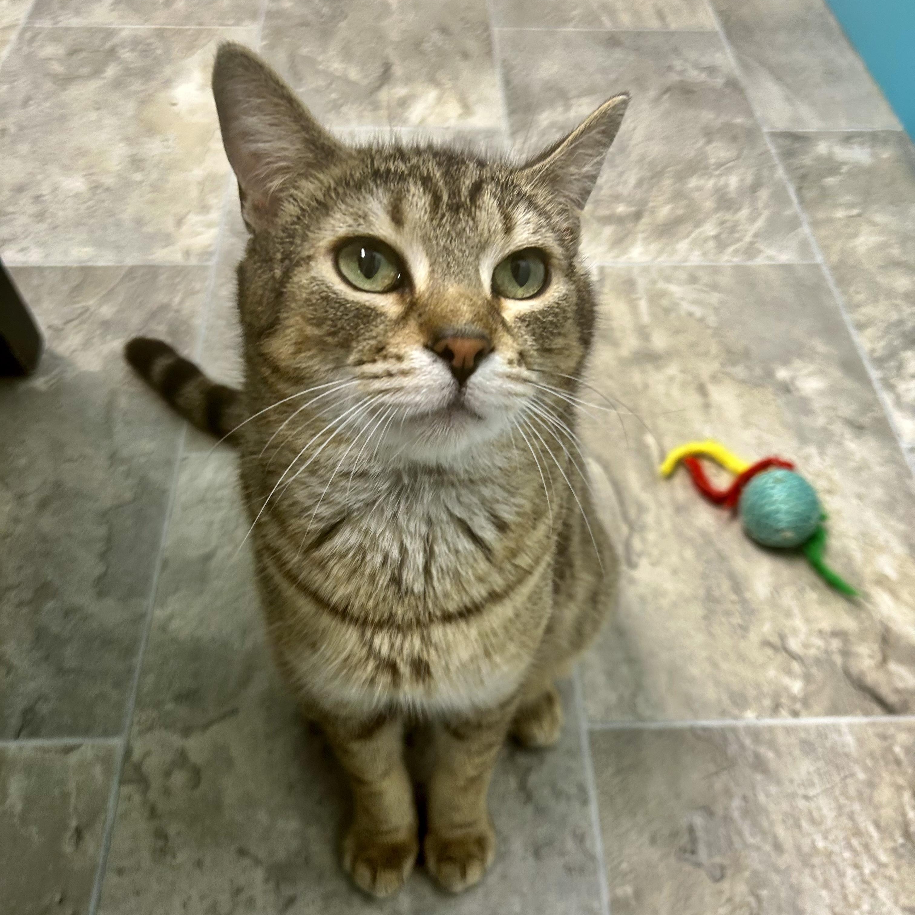 Romano, Adoptable, Young Male Tabby.