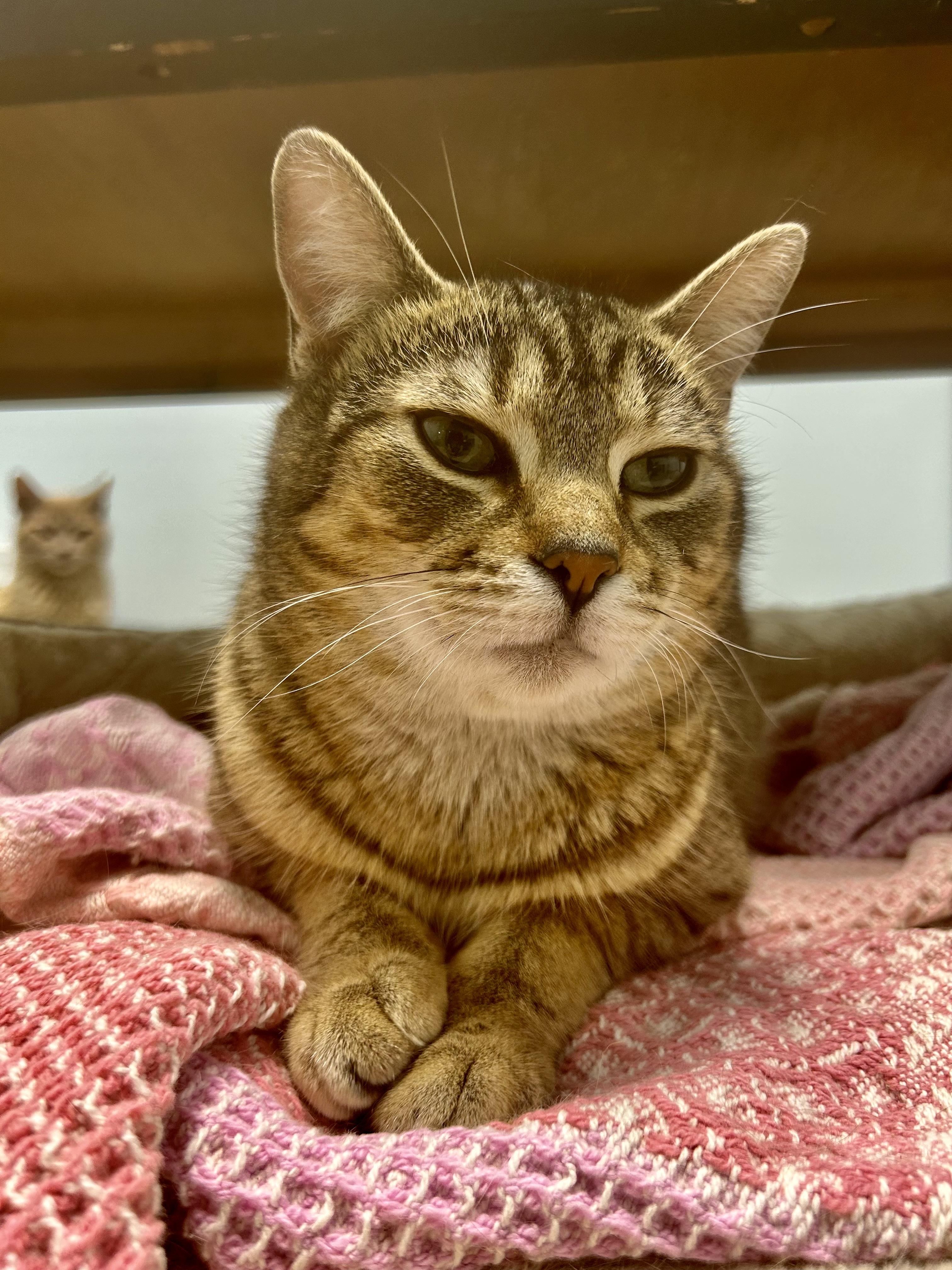 Enlarge Romano, a Adoptable Tabby in Grand Rapids, MI image 2/6