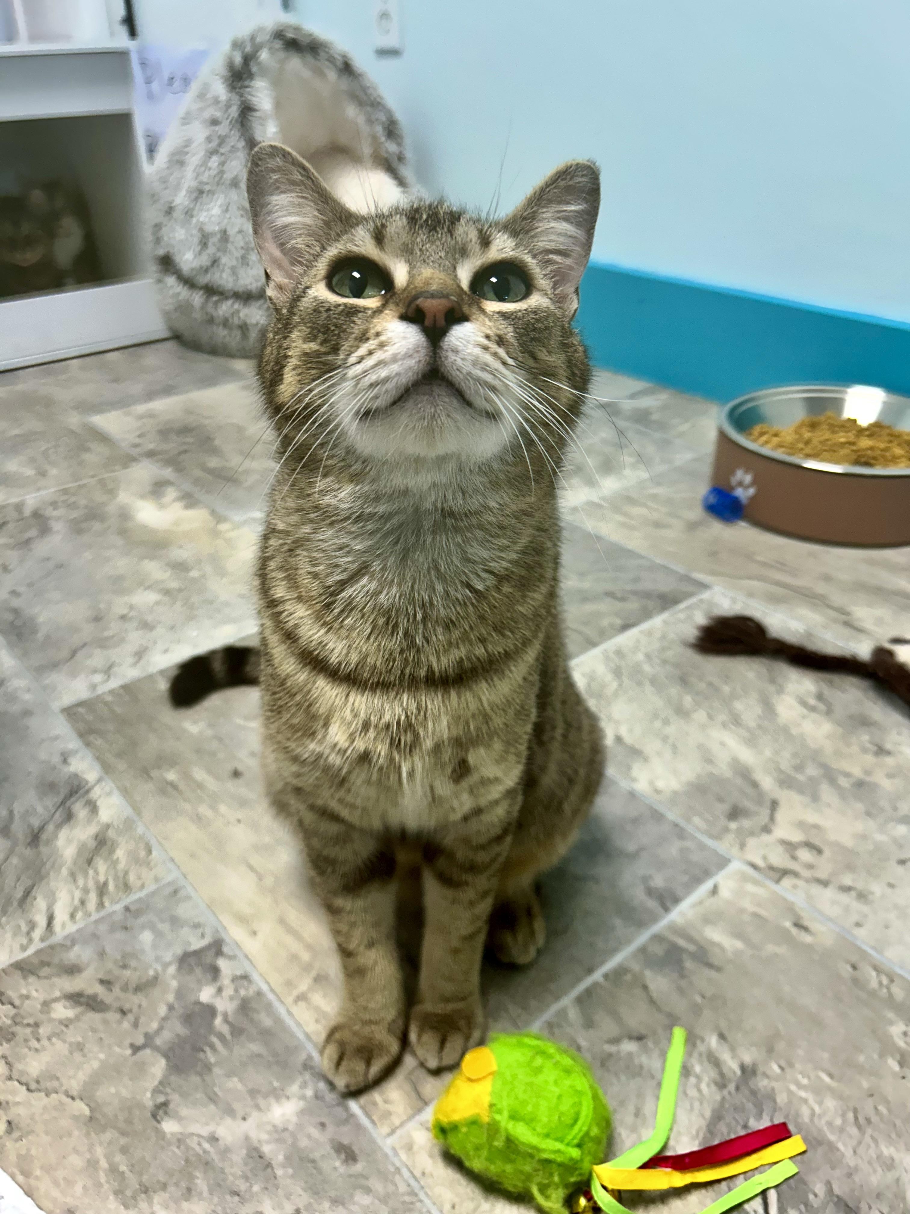 Enlarge Romano, a Adoptable Tabby in Grand Rapids, MI image 2/6
