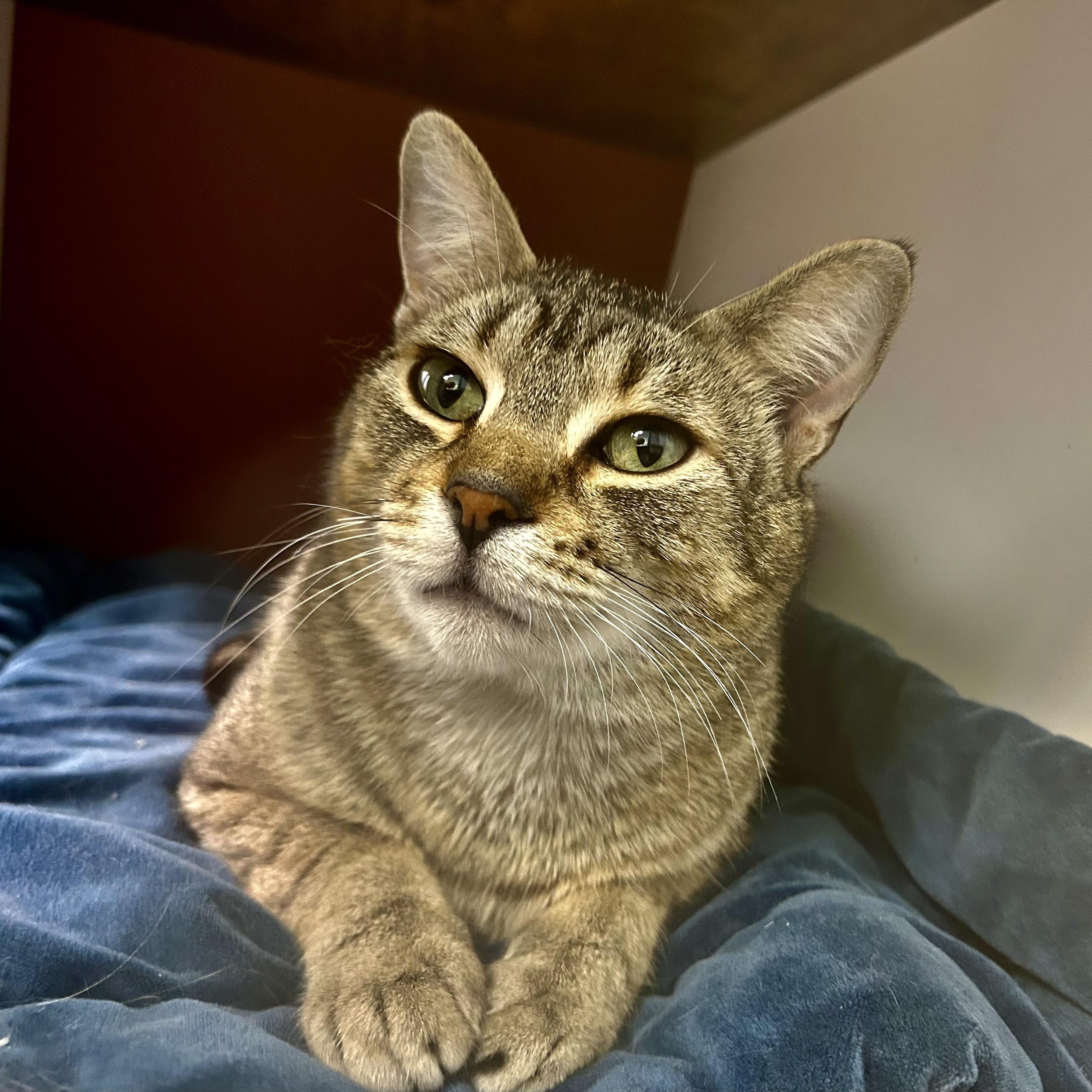Enlarge Romano, a Adoptable Tabby in Grand Rapids, MI image 2/6