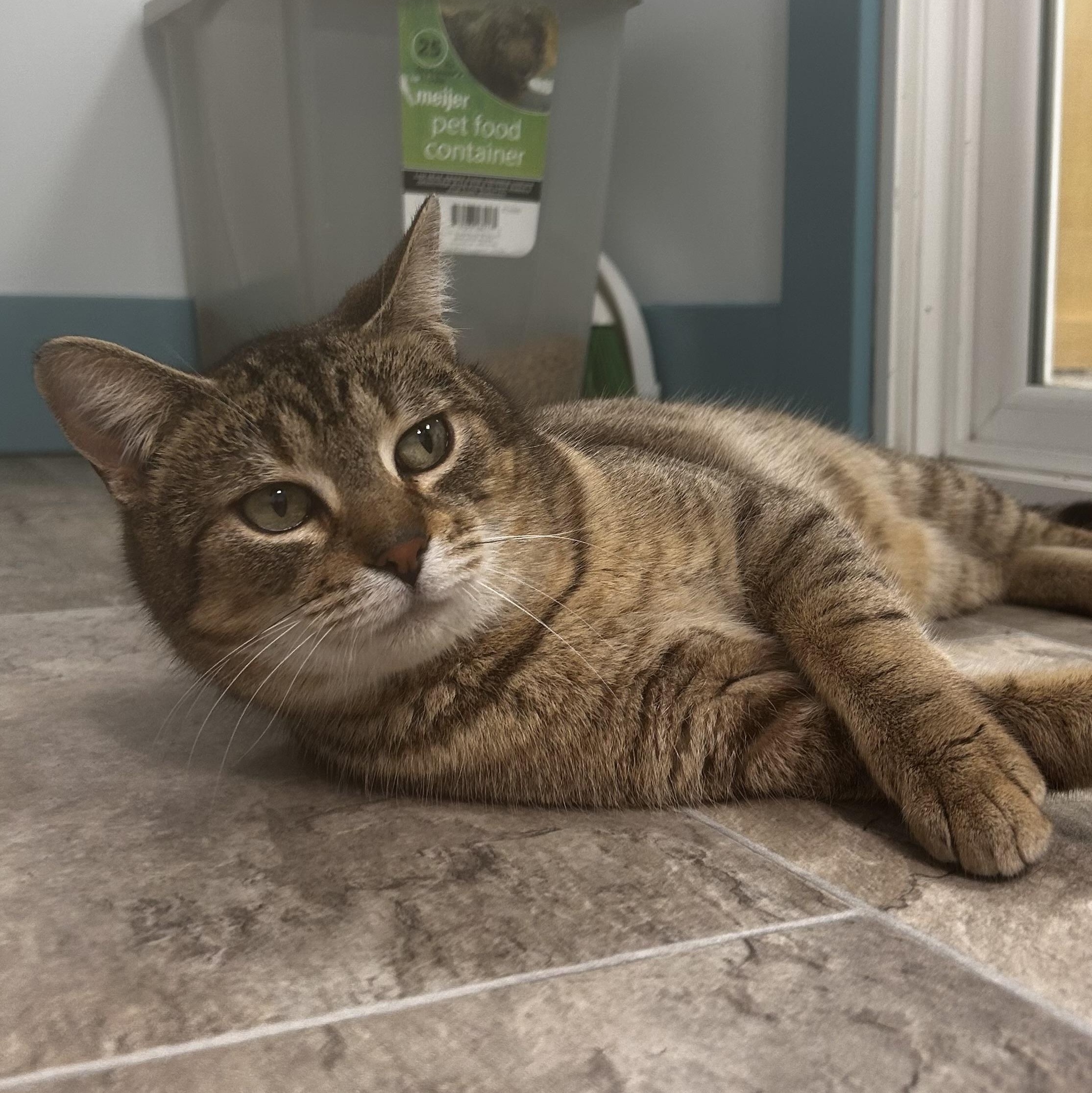 Enlarge Romano, a Adoptable Tabby in Grand Rapids, MI image 6/6