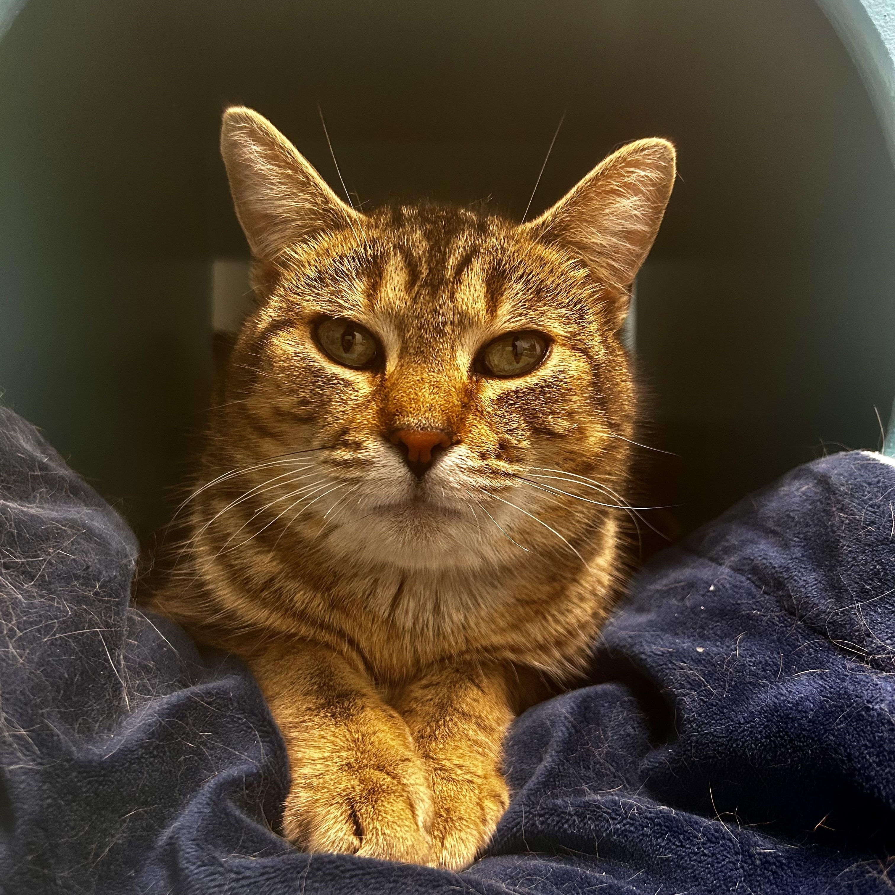 Romano, Adoptable, Young Male Tabby.
