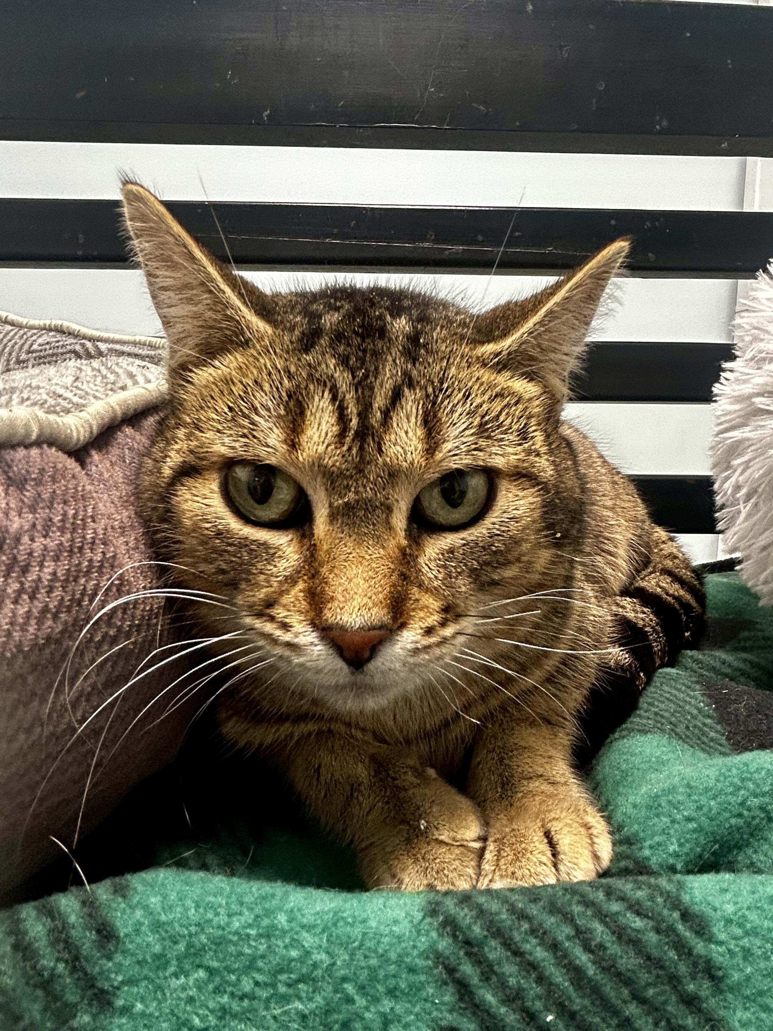 Enlarge Romano, a Adoptable Tabby in Grand Rapids, MI image 3/6