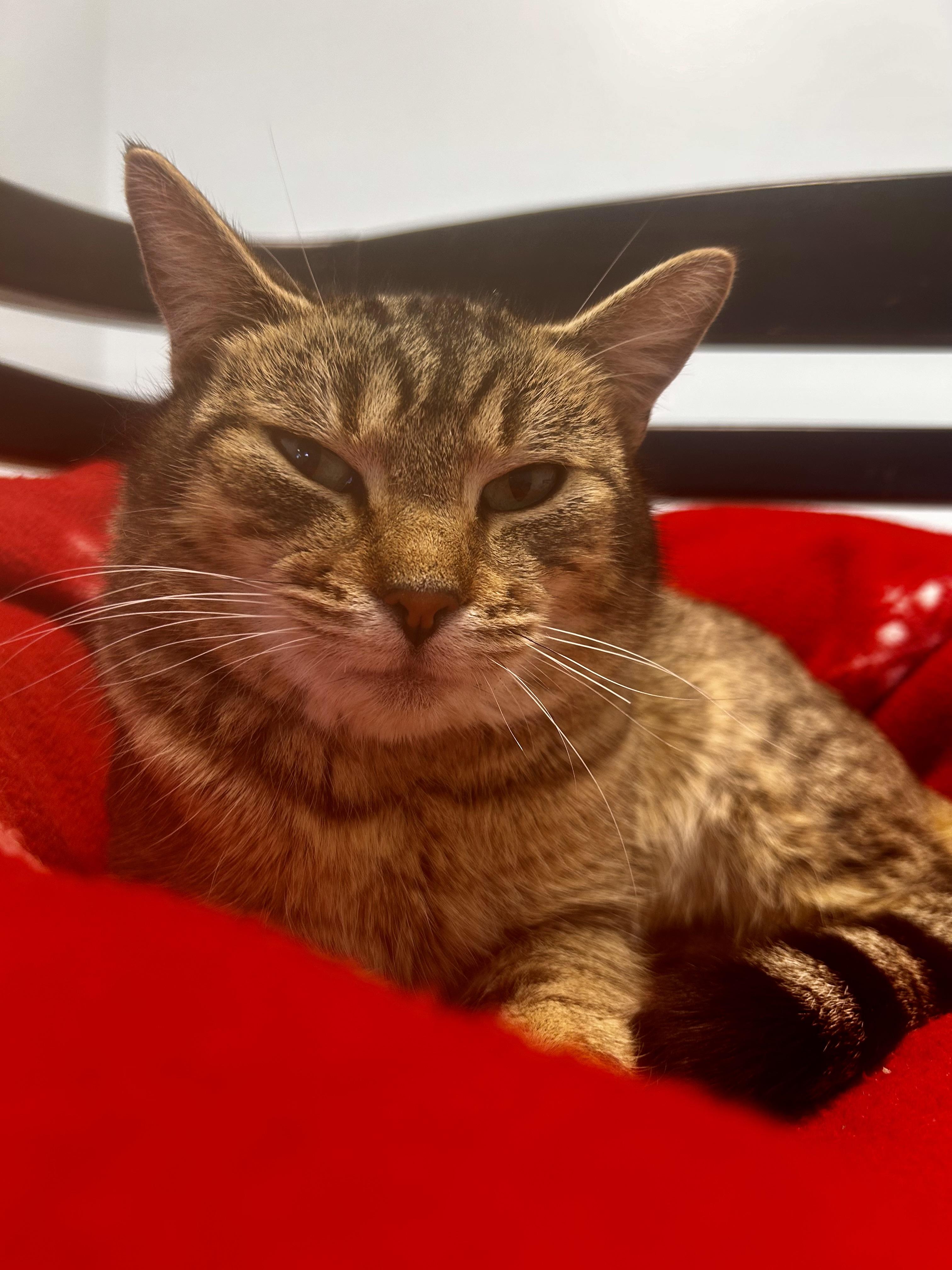 Enlarge Romano, a Adoptable Tabby in Grand Rapids, MI image 6/6