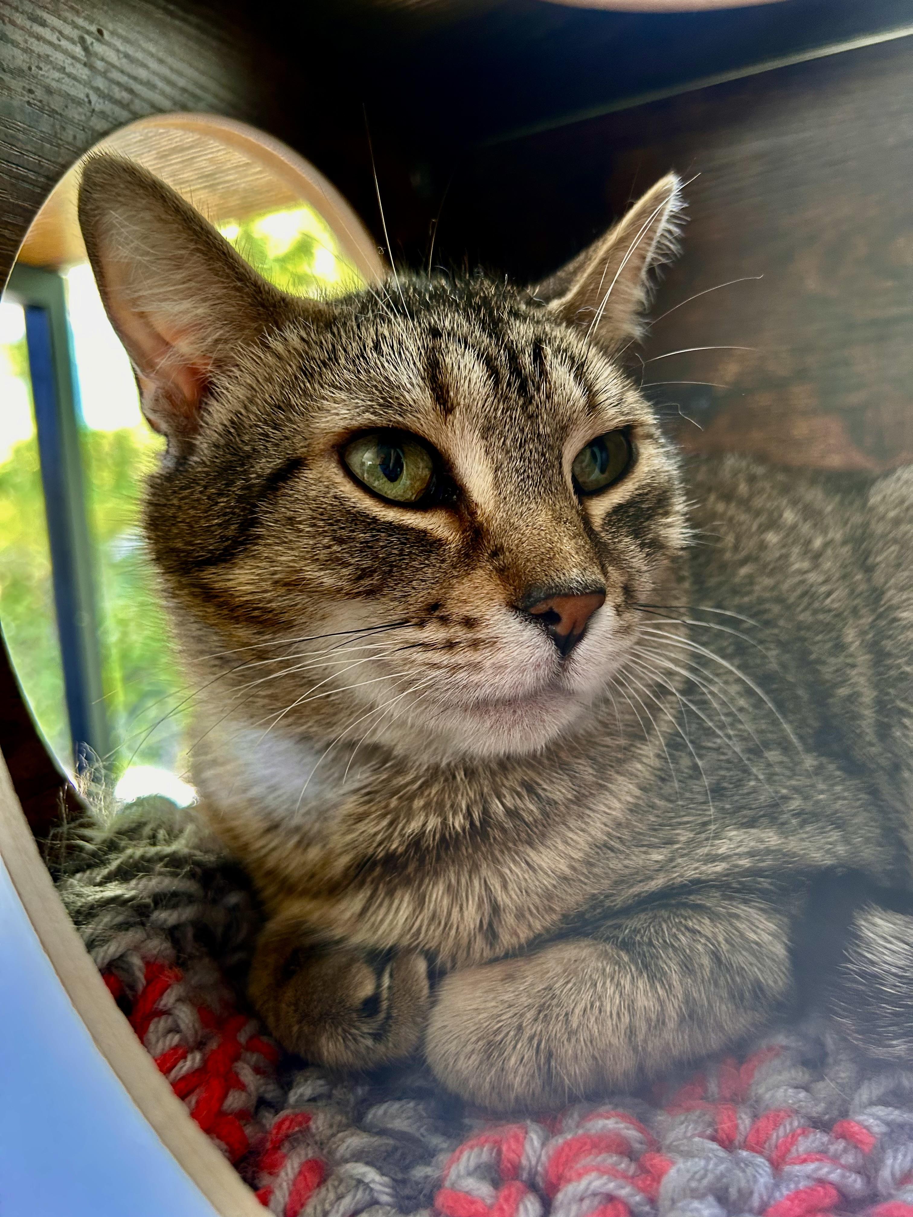 Enlarge Romano, a Adoptable Tabby in Grand Rapids, MI image 1/6