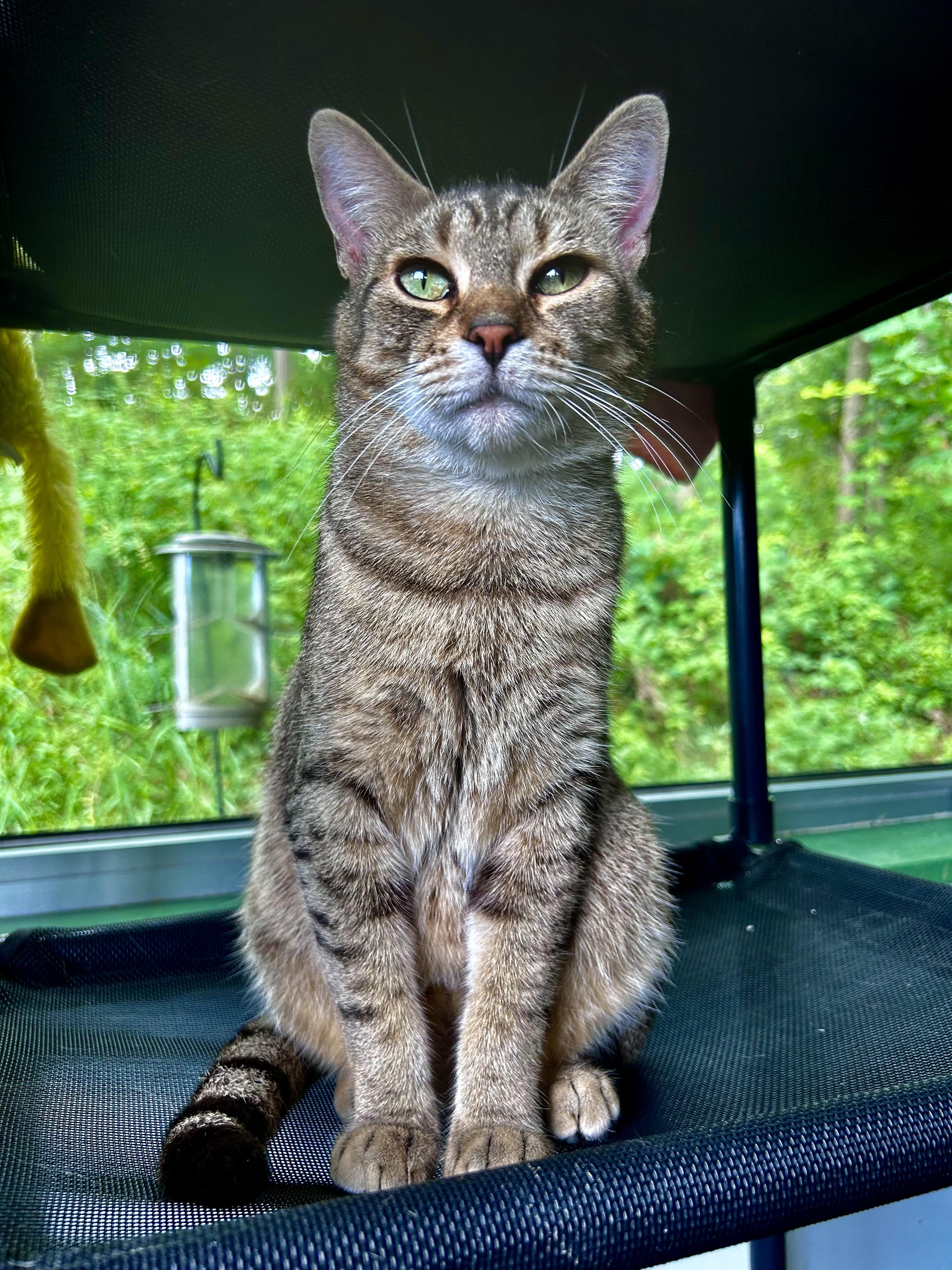 Enlarge Romano, a Adoptable Tabby in Grand Rapids, MI image 2/6