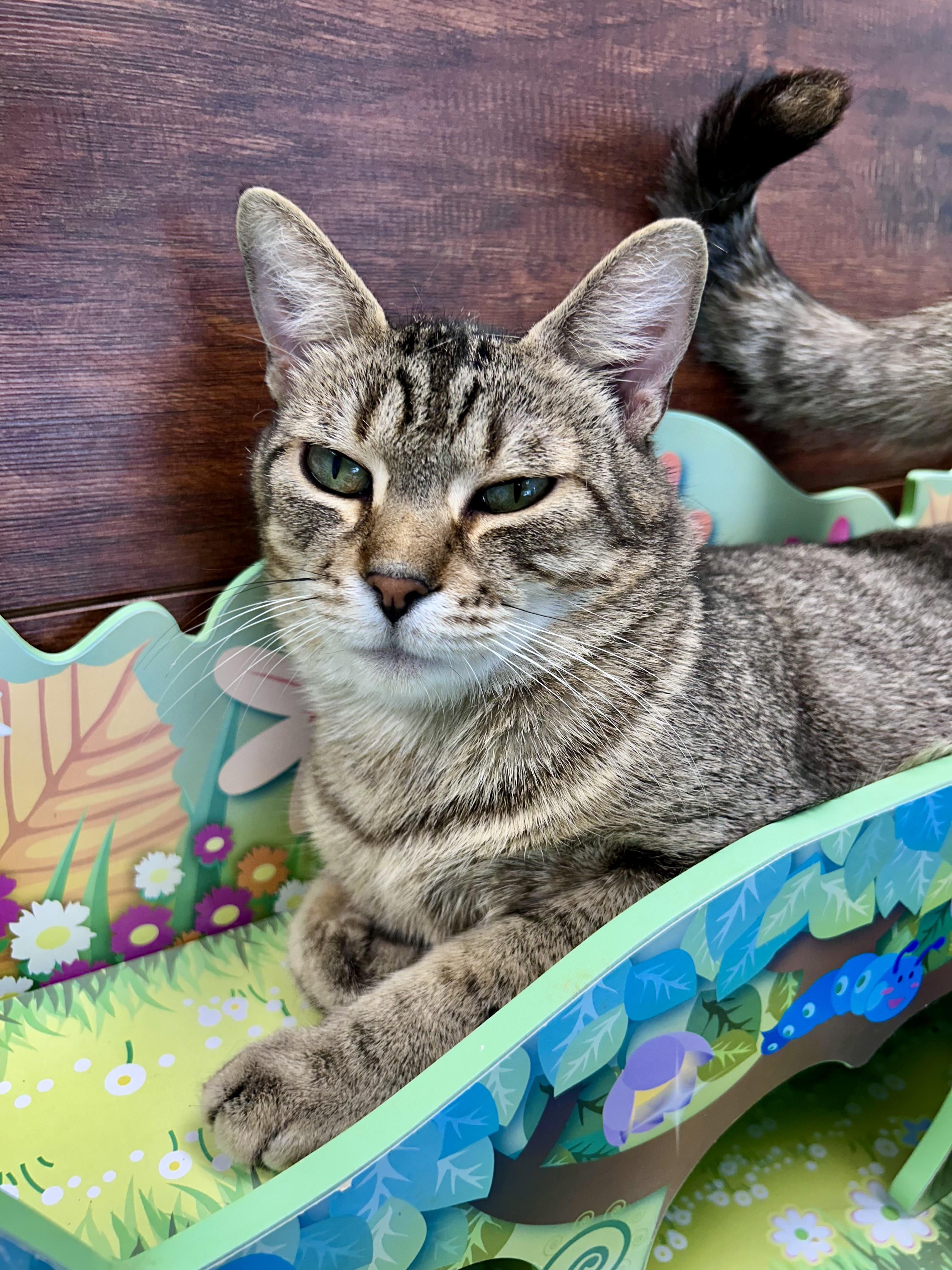 Enlarge Romano, a Adoptable Tabby in Grand Rapids, MI image 6/6