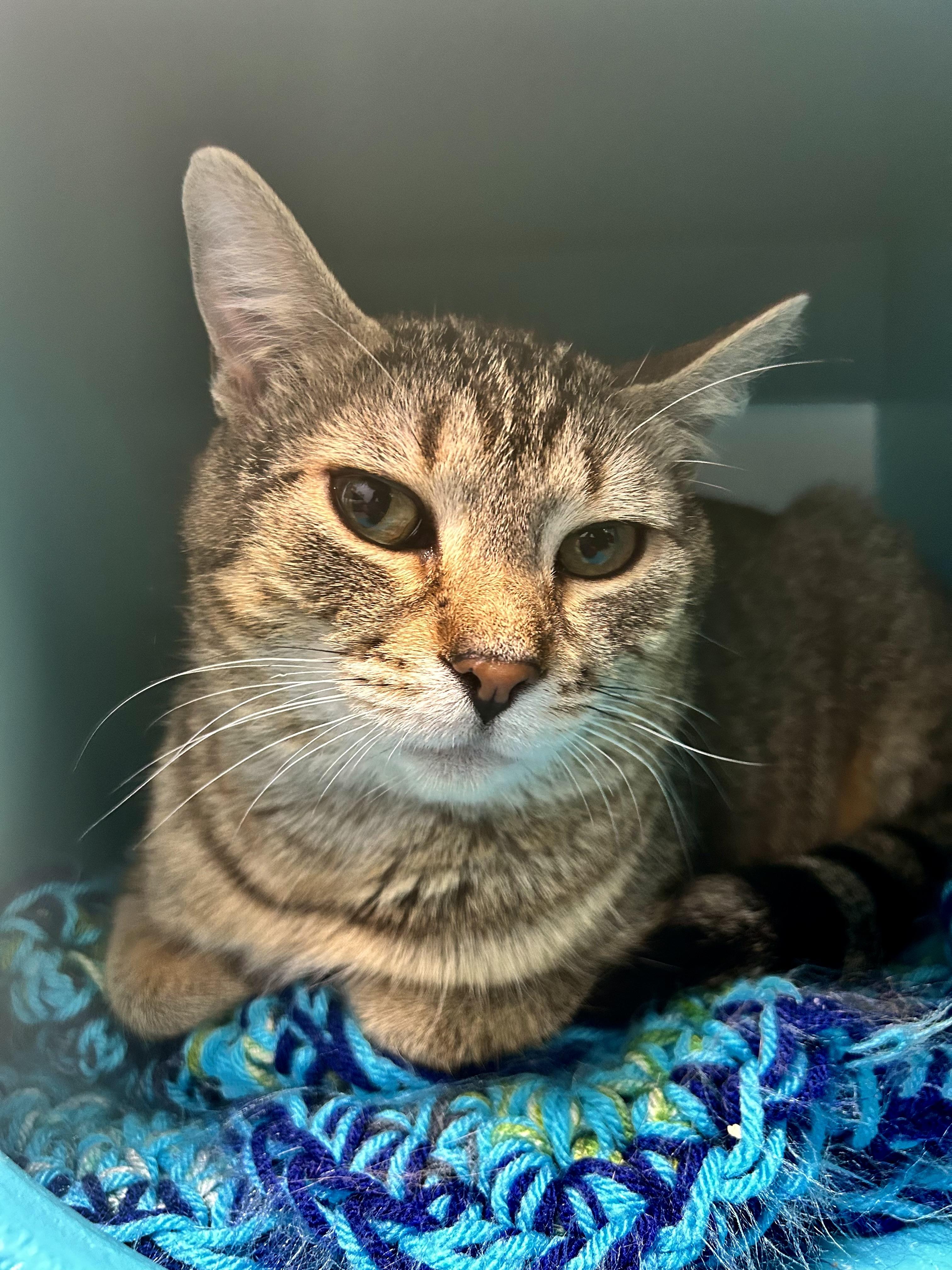 Enlarge Romano, a Adoptable Tabby in Grand Rapids, MI image 3/6