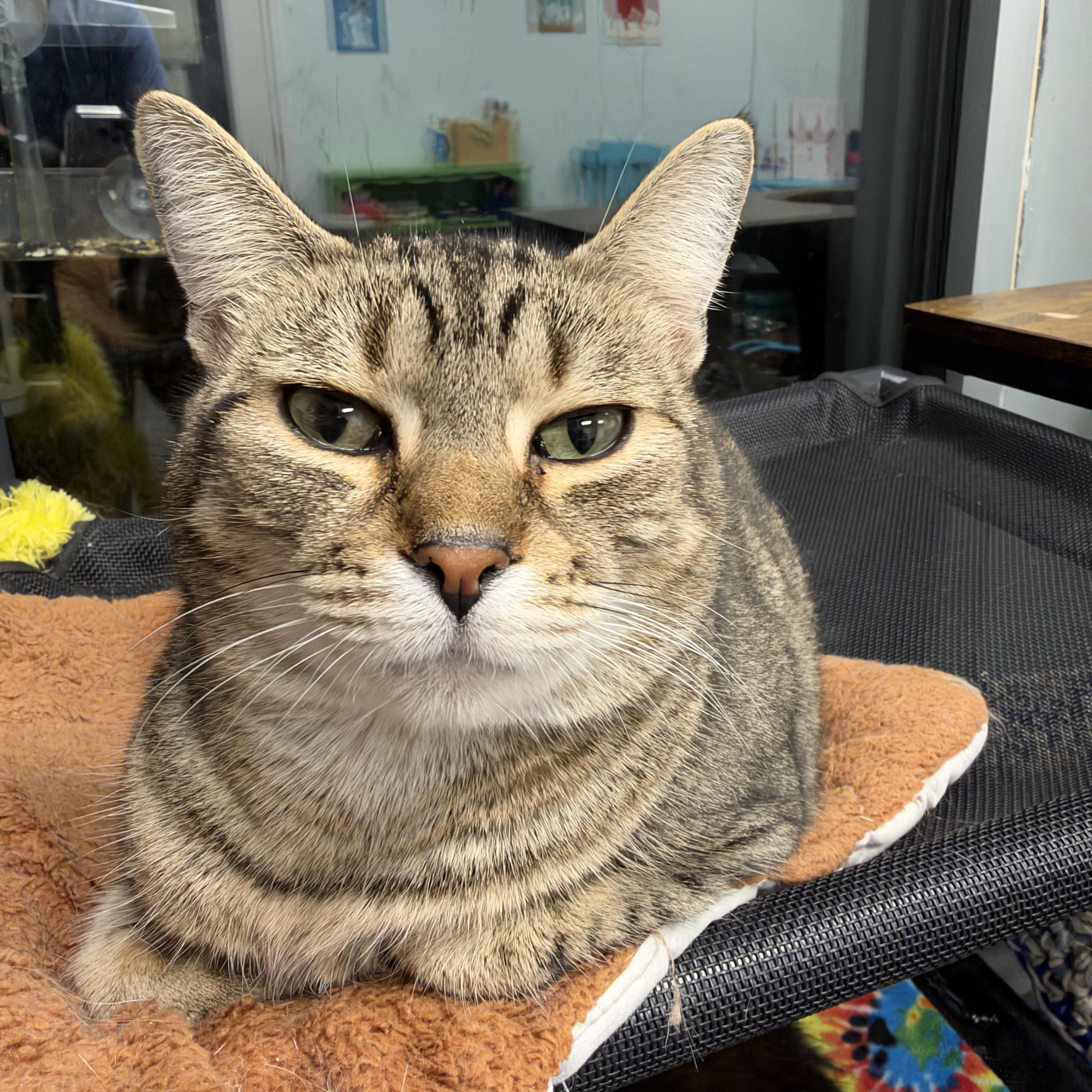 Romano, Adoptable, Young Male Tabby.