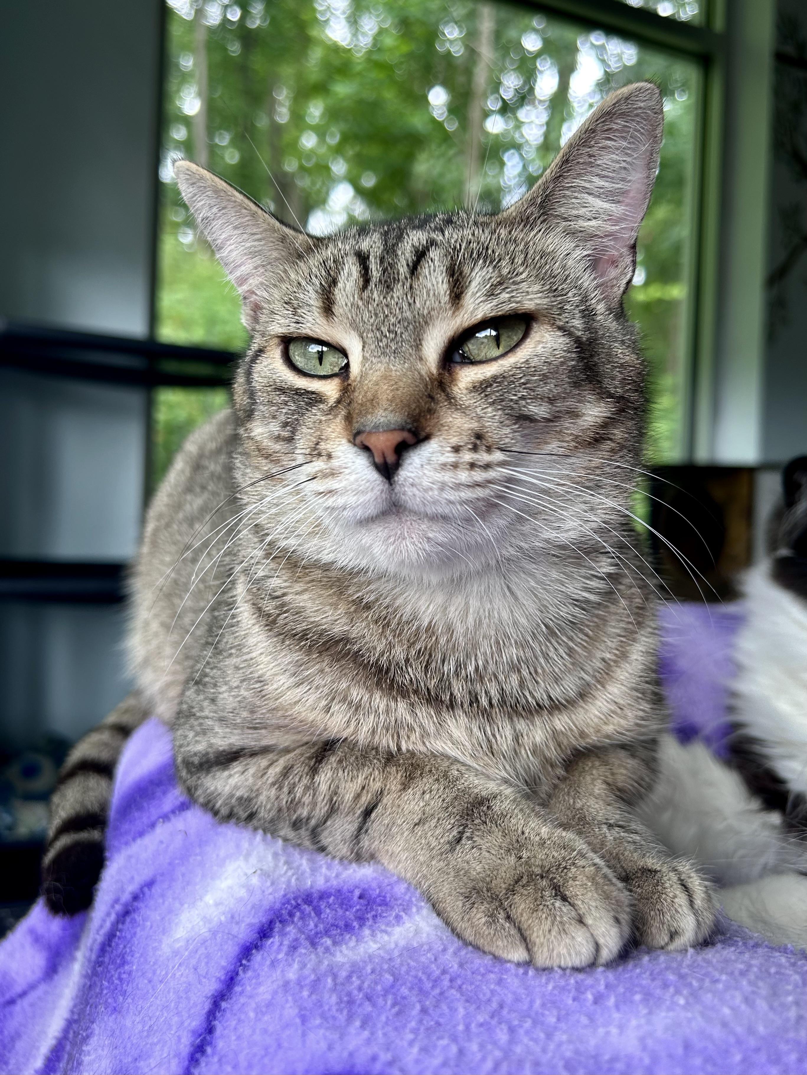 Romano, Adoptable, Young Male Tabby.