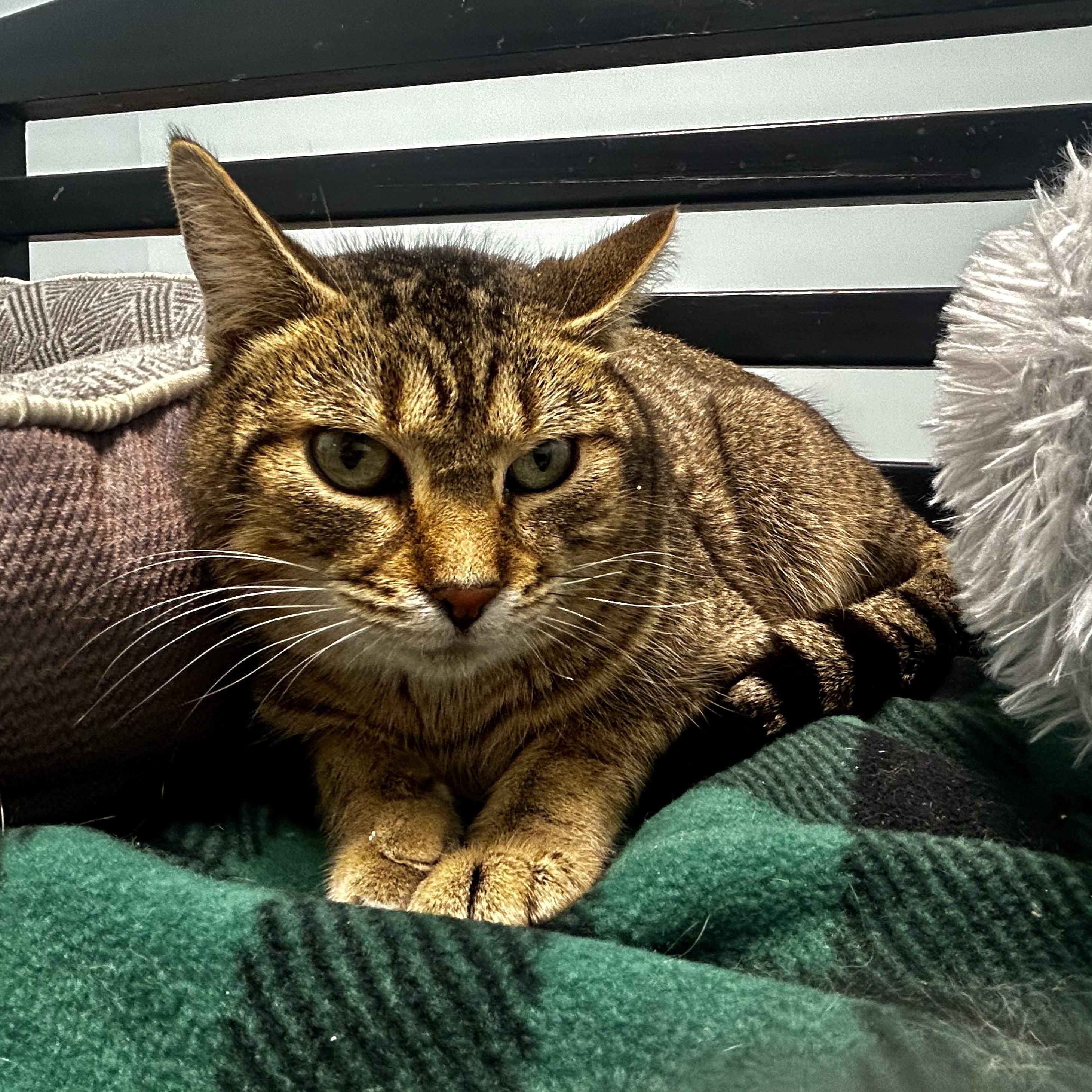 Enlarge Romano, a Adoptable Tabby in Grand Rapids, MI image 4/6