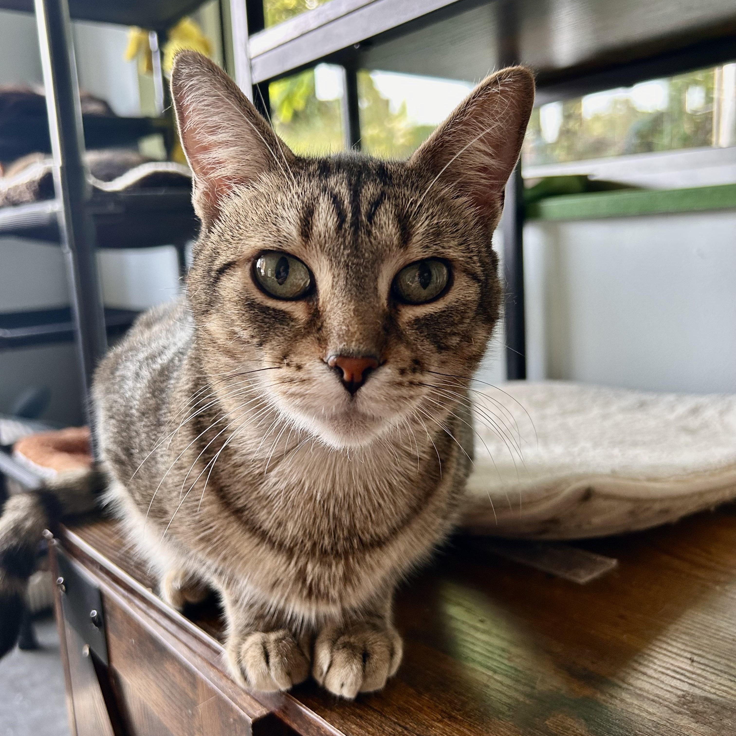 Romano, Adoptable, Young Male Tabby.
