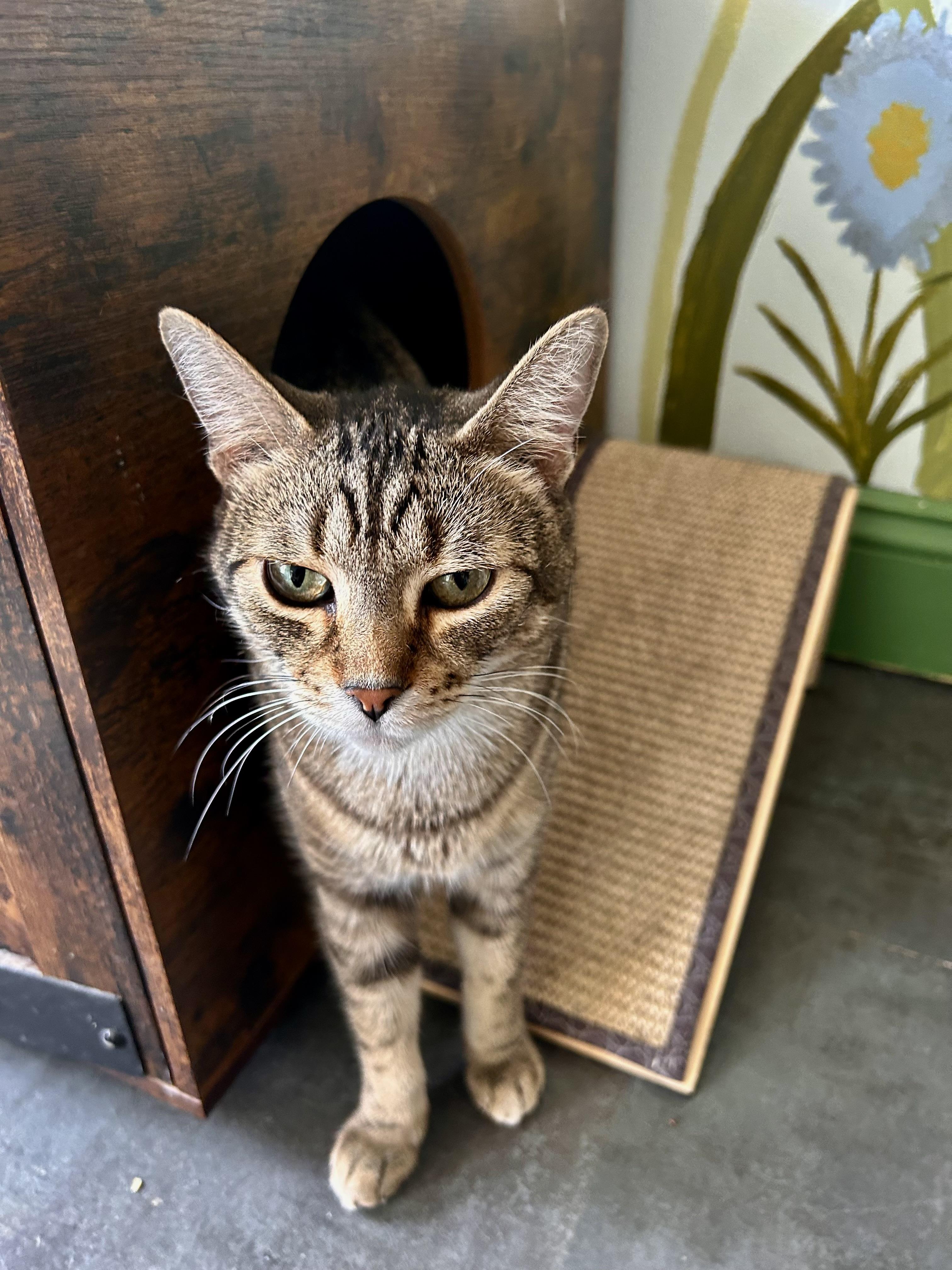 Enlarge Romano, a Adoptable Tabby in Grand Rapids, MI image 6/6