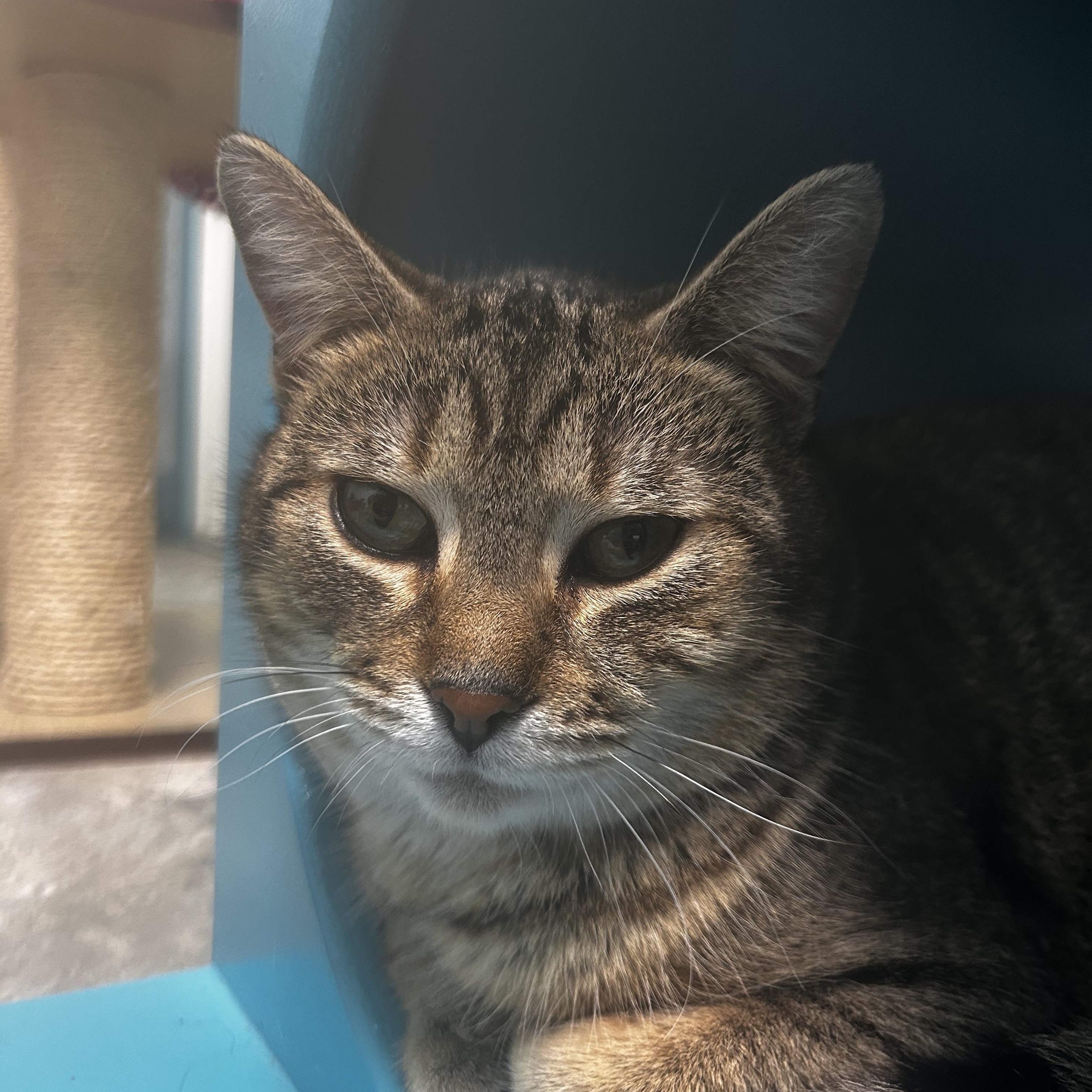 Enlarge Romano, a Adoptable Tabby in Grand Rapids, MI image 5/6