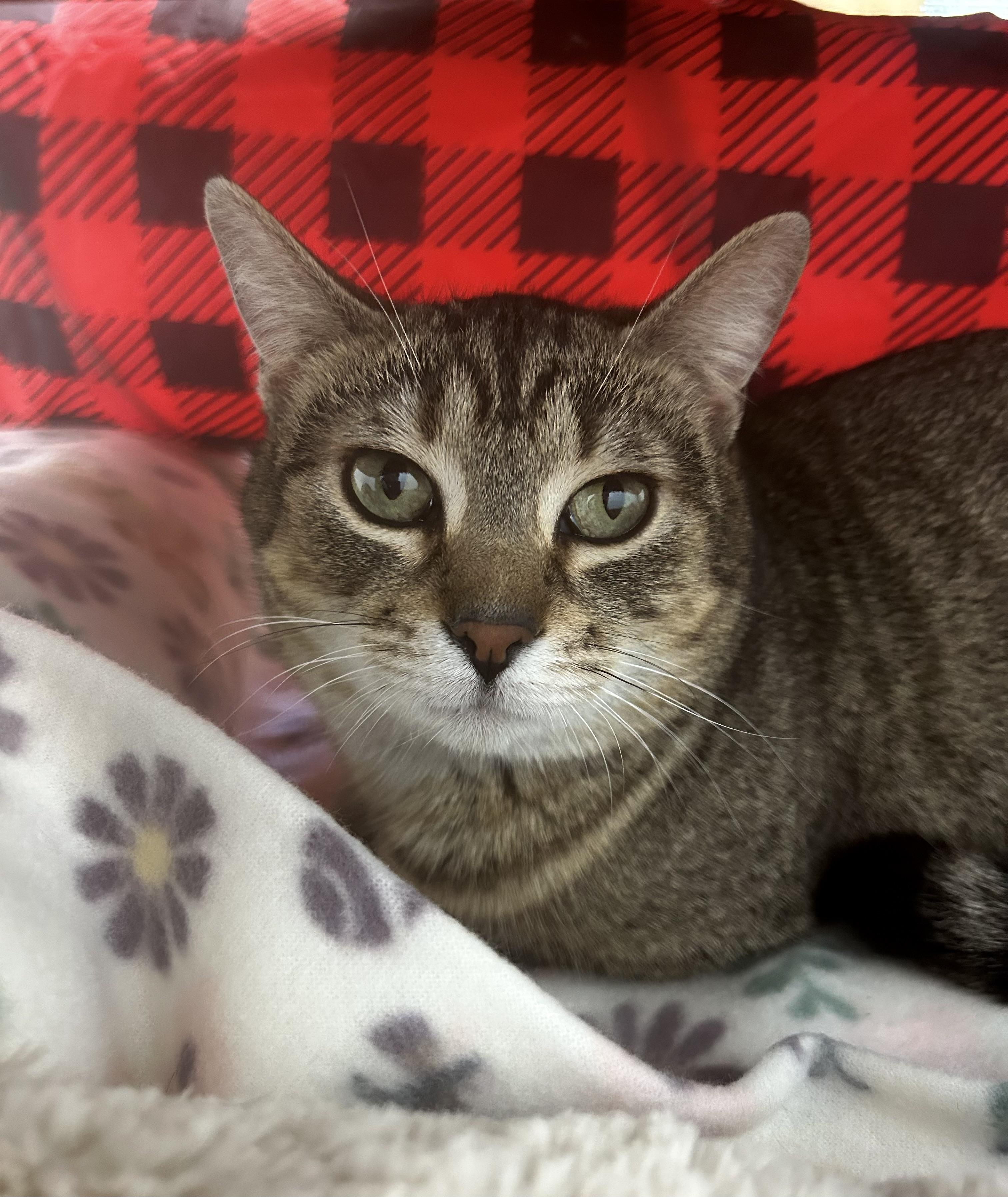 Romano, Adoptable, Young Male Tabby.