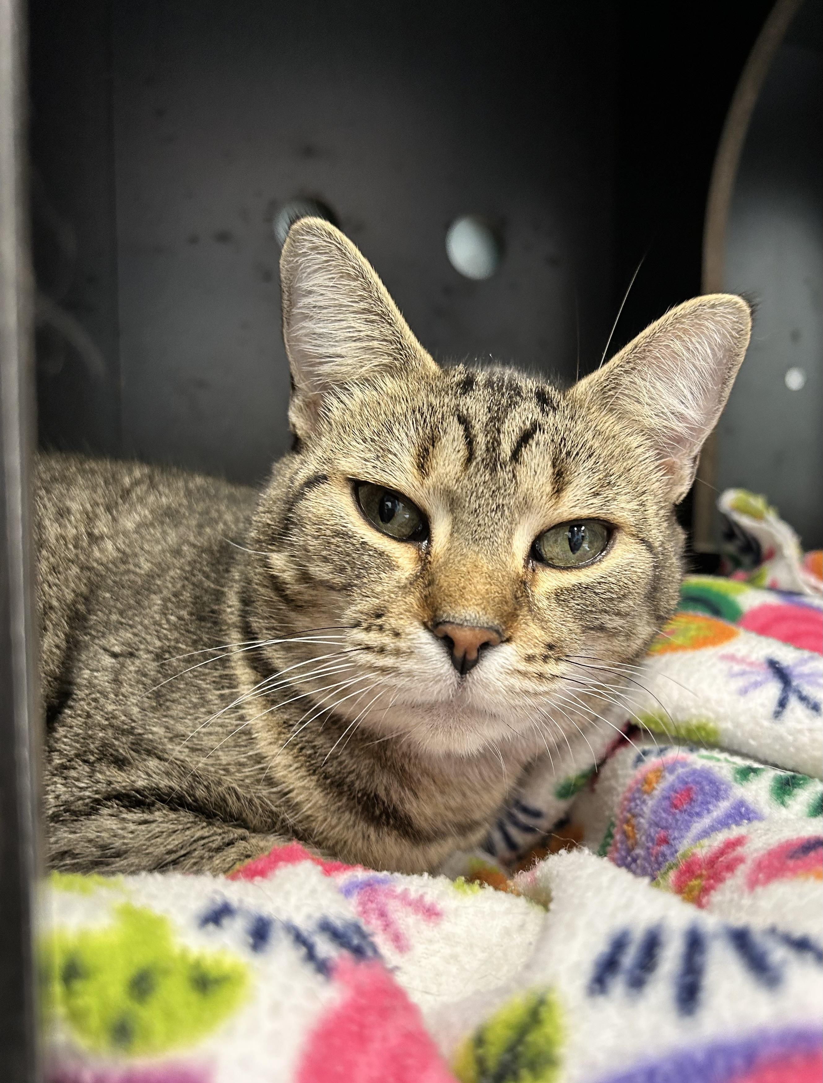 Enlarge Romano, a Adoptable Tabby in Grand Rapids, MI image 1/6